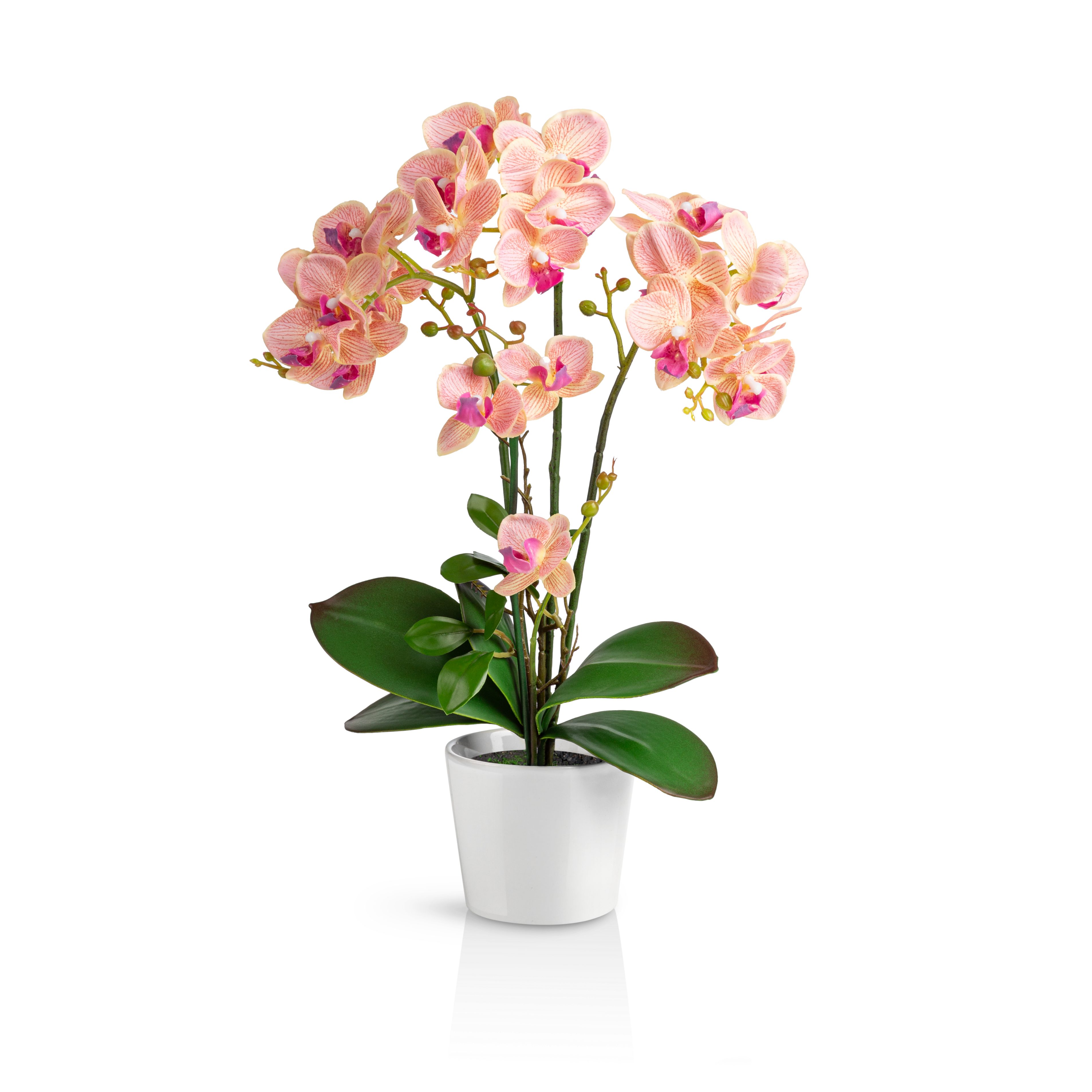 Kunstorchidee PASCH® Orchidee künstlich wie echt günstig online kaufen