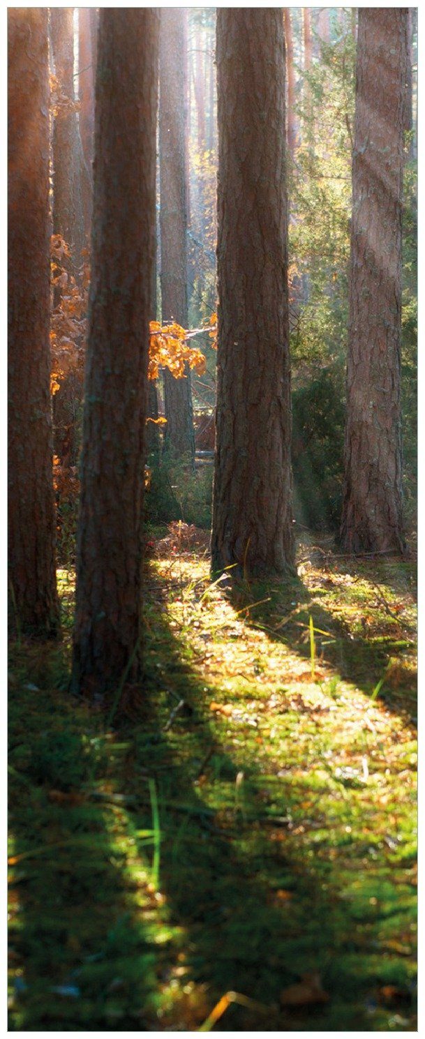 Wallario Memoboard Sonnenstrahlen im Herbstwald