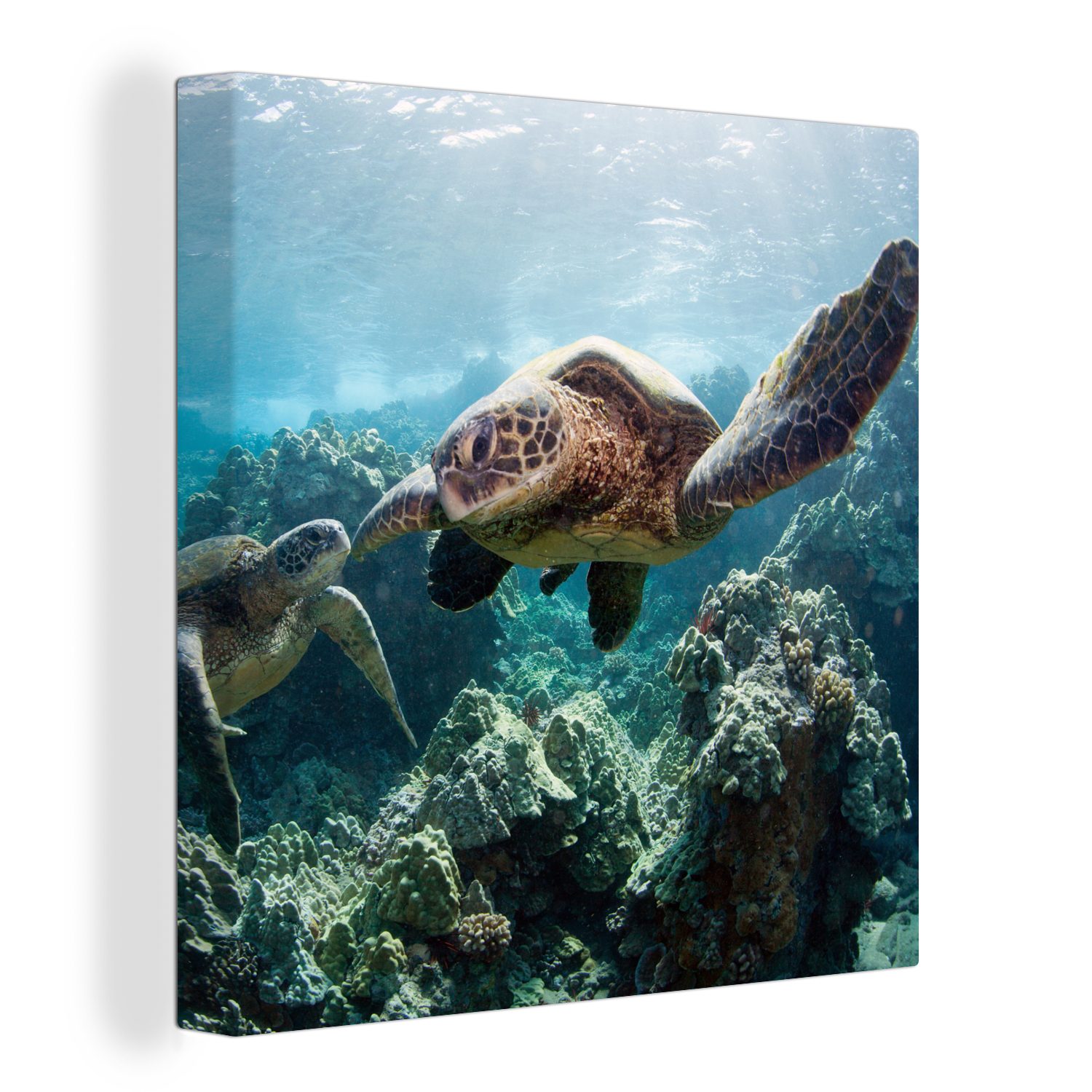 OneMillionCanvasses® Leinwandbild Zwei Meeresschildkröten, (1 St), Leinwand Bilder für Wohnzimmer Schlafzimmer