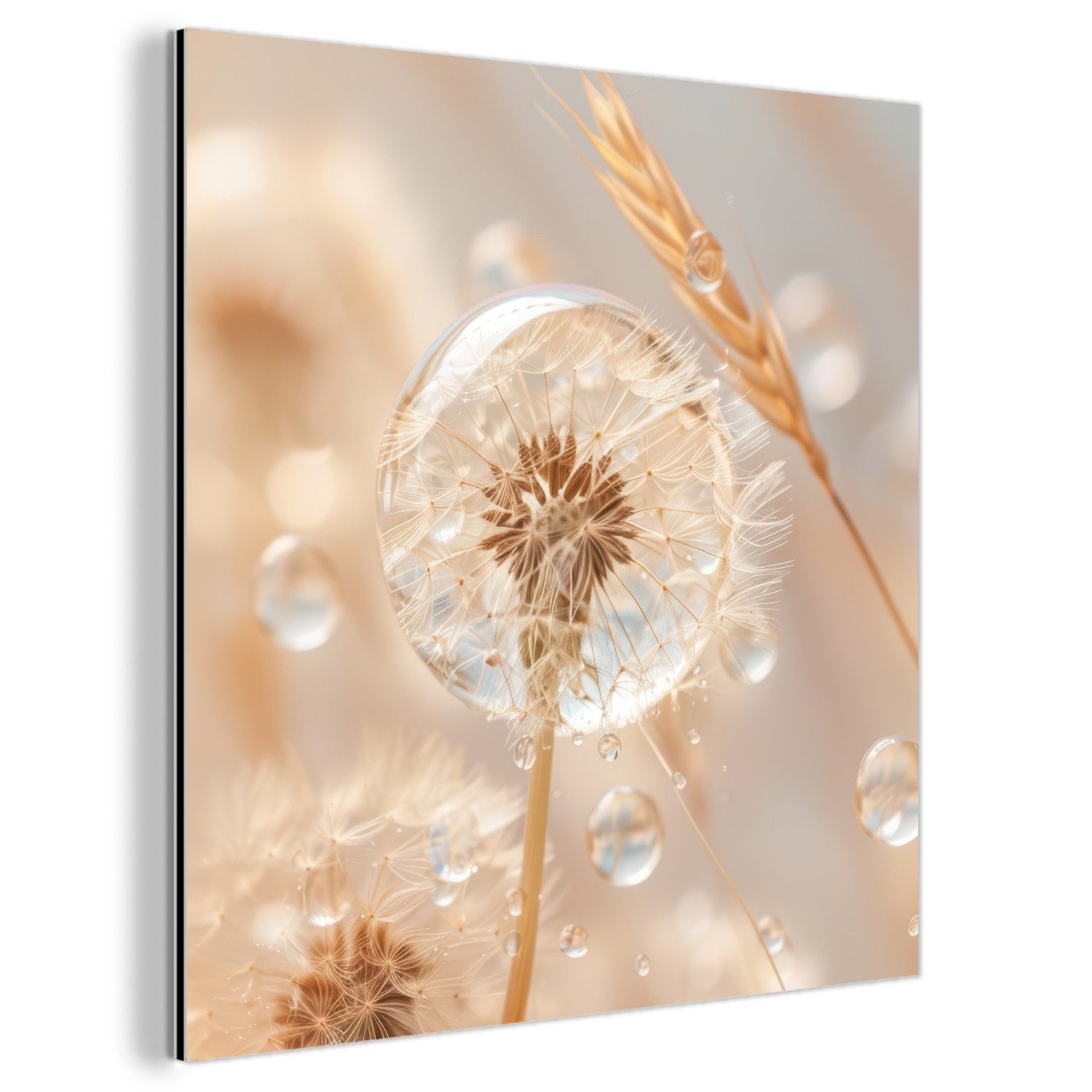 MuchoWow Metallbild Löwenzahn - Wasser - Natur - Stillleben - Modern, Inkl. günstig online kaufen