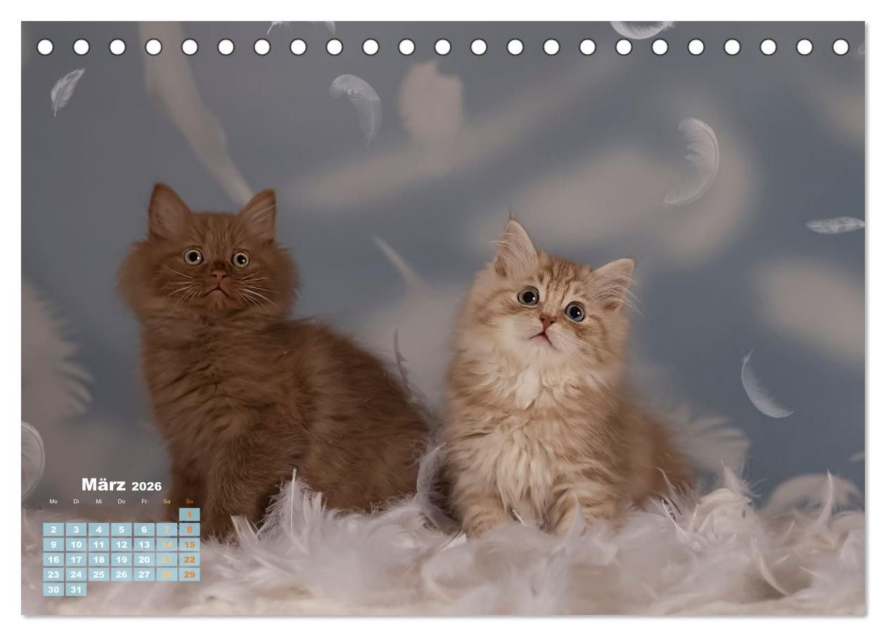 CALVENDO Wandkalender Die Kitten kommen. (Tischkalender 2026 DIN A5 quer), CALVENDO Monatska