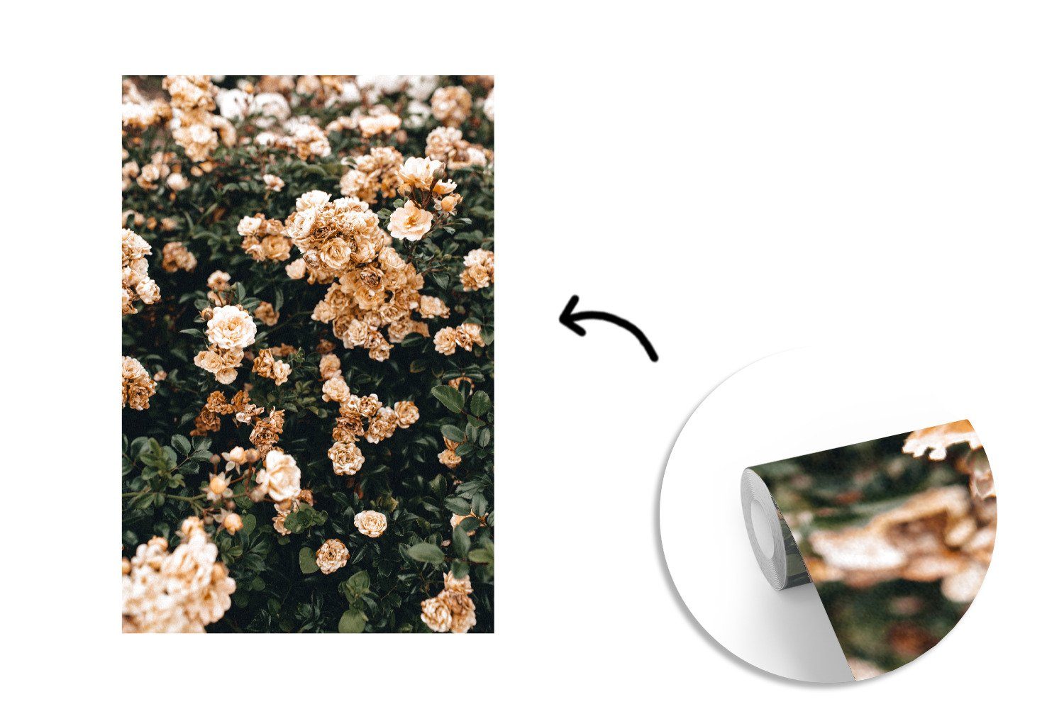 Fototapete - St), Rosenstrauch Weiß, Wohnzimmer, Wandtapete Vinyl Braun - Blumen bedruckt, (3 MuchoWow Tapete für - Matt, Montagefertig