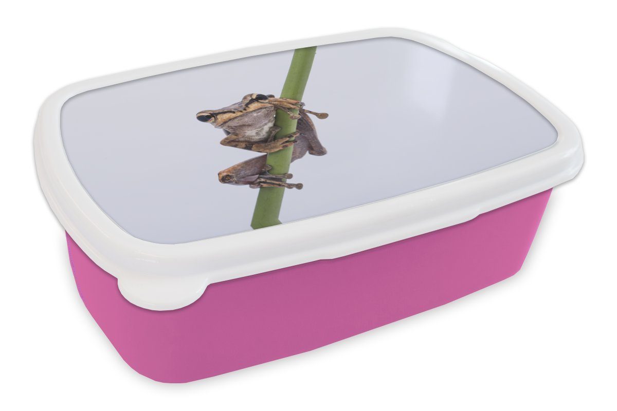 MuchoWow Lunchbox Frosch - Zweig - Grau, Kunststoff, (2-tlg), Brotbox für Erwachsene, Brotdose Kinder, Snackbox, Mädchen, Kunststoff rosa