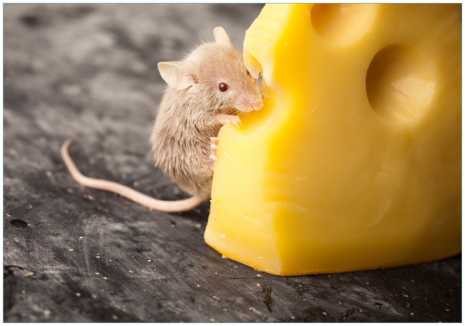Vliestapete Süße Maus knabbert an einem Käse in der Küche