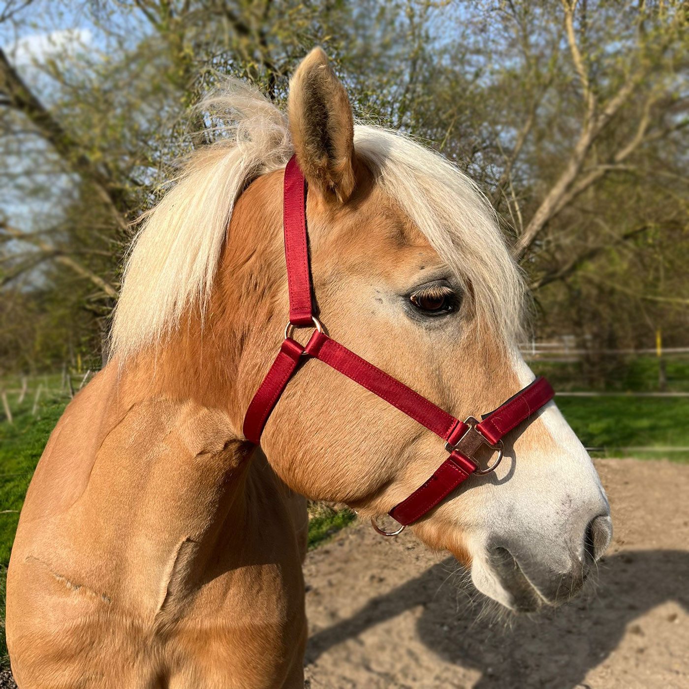 Brama-West Halfter Glossy Pferdehalfter aus Satin mit roségoldenen Beschlägen