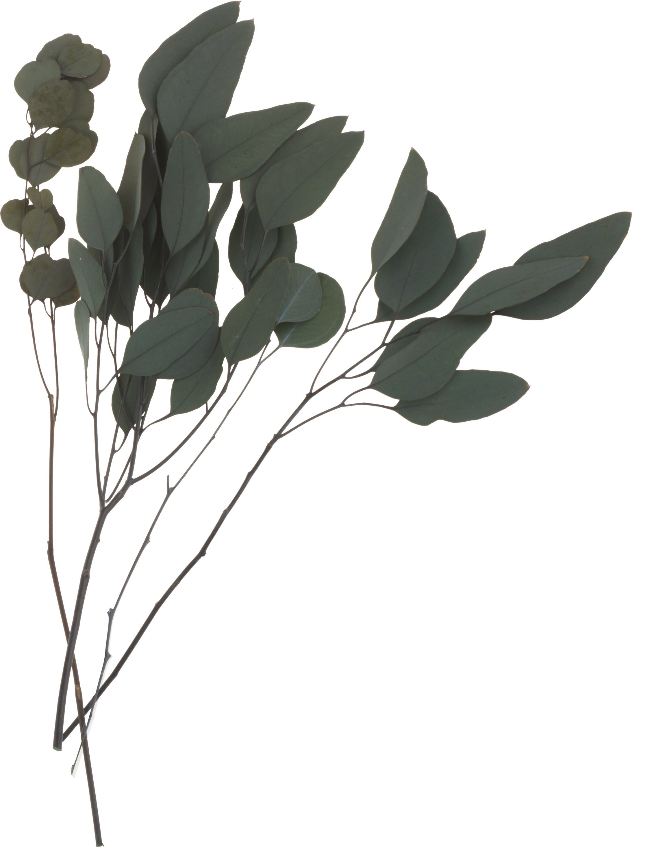 Kunstpflanze Eukalyptus, VBS, 35 g
