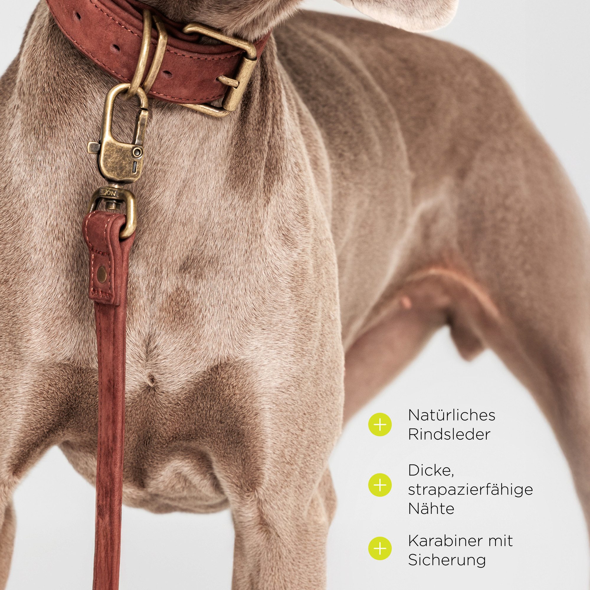 lionelo Führleine REGENT, Rindsleder (Set, Set), Rindsleder/Sicherheitskarabiner/Kupferbeschläge/S/M/L