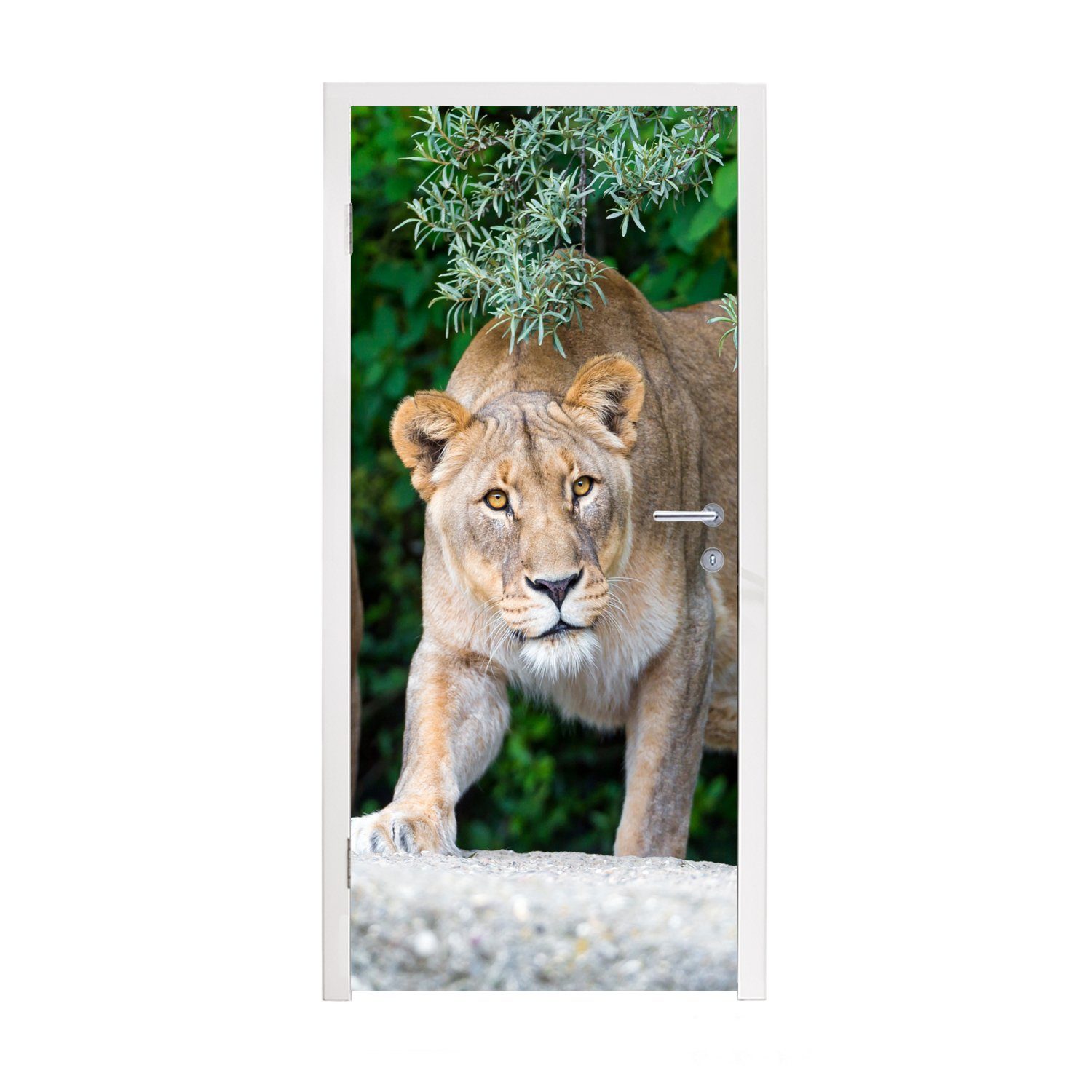 MuchoWow Türtapete Löwinnen - Wilde Tiere - Jagd, Matt, bedruckt, (1 St), Fototapete für Tür, Türaufkleber, 75x205 cm