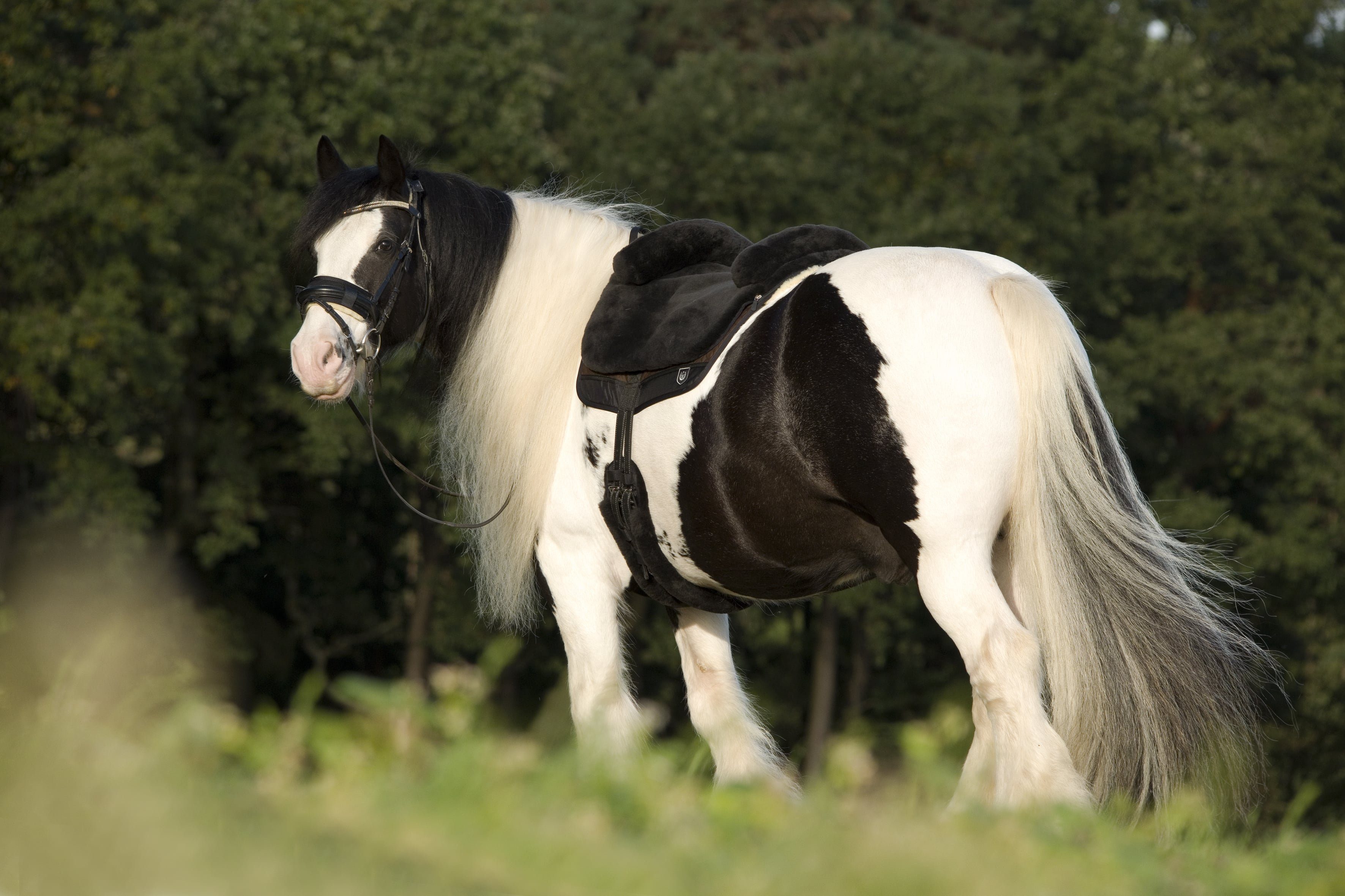 Werner Christ Horse Sattelbezug Iberica Plus, baumlos mit echtem Lammfell