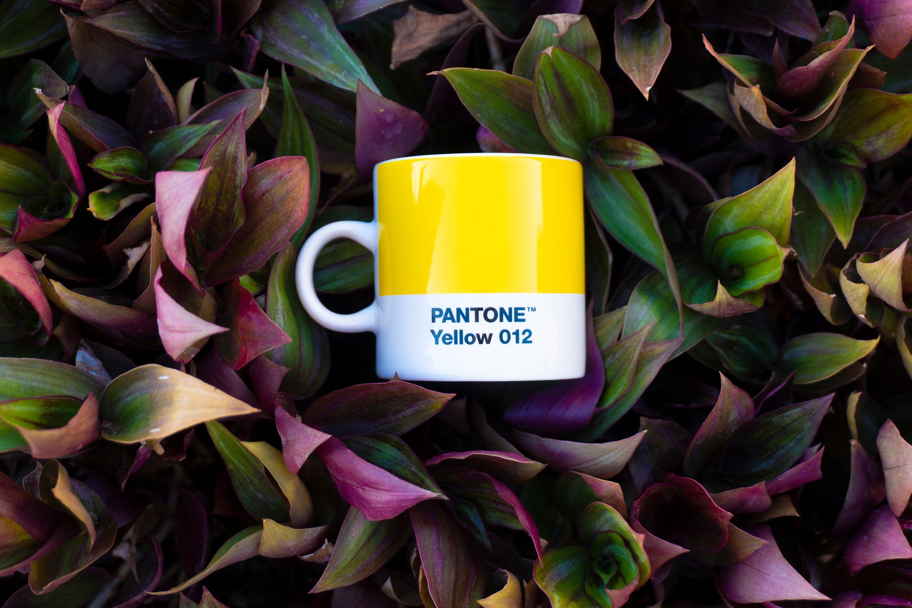 PANTONE Kaffeeservice, Fine Bone, PANTONE Porzellan Espressotasse, dickwandig, spülmaschinenfest, 120ml