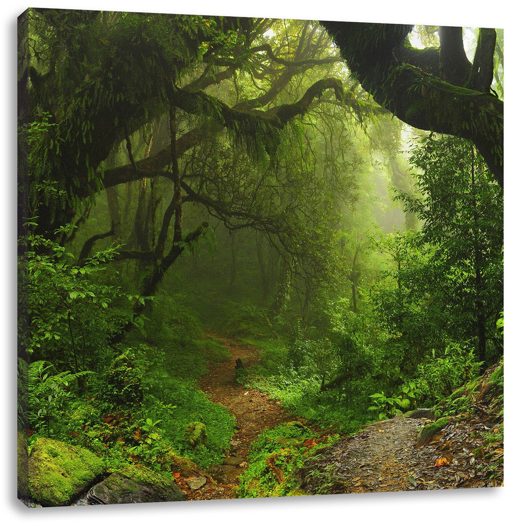 inkl. St), Zackenaufhänger Leinwandbild Mystischer fertig Regenwald Leinwandbild Regenwald, bespannt, (1 Pixxprint Mystischer