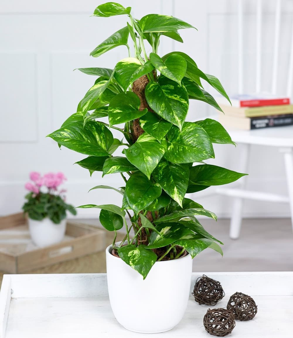 BALDUR Garten Zimmerpflanze Efeutute am Moosstab, 1 St., Büropflanze, immergrün, pflegeleicht