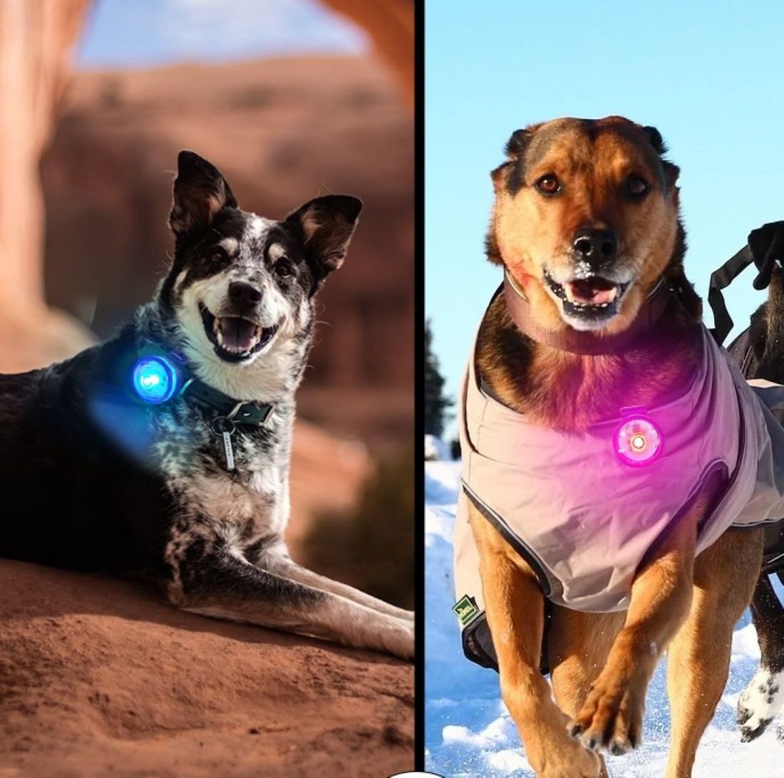 Illes-Laedchen Hundehalsbandleuchte LED Licht für Hundehalsband wasserdicht, wiederaufladbar, Ein Licht - 8 Modis und 7 Цвета(ов)