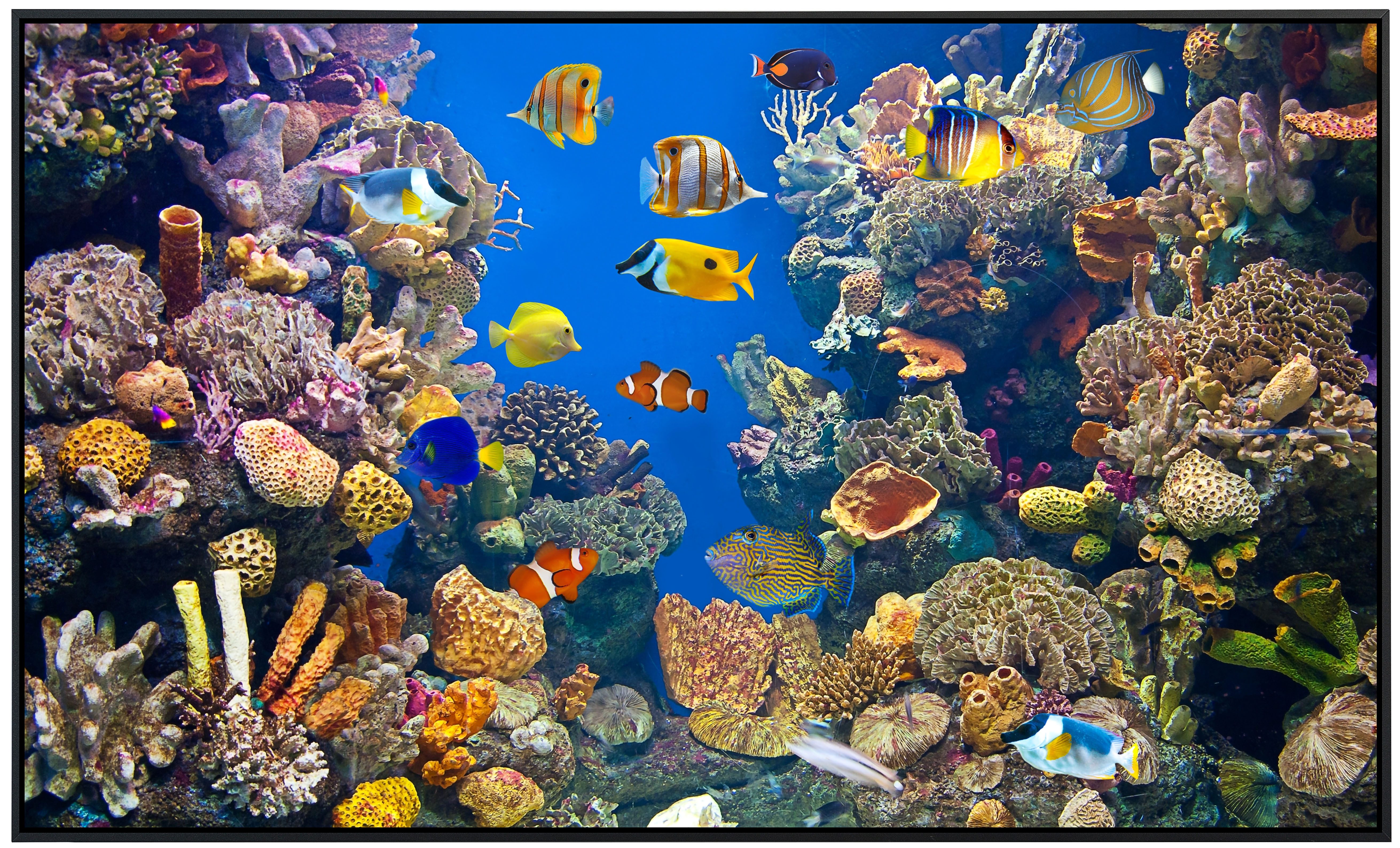 Papermoon Infrarotheizung INFRAROT-BILD-HEIZUNG, Fisch, TÜV-Rheinland/GS ze günstig online kaufen