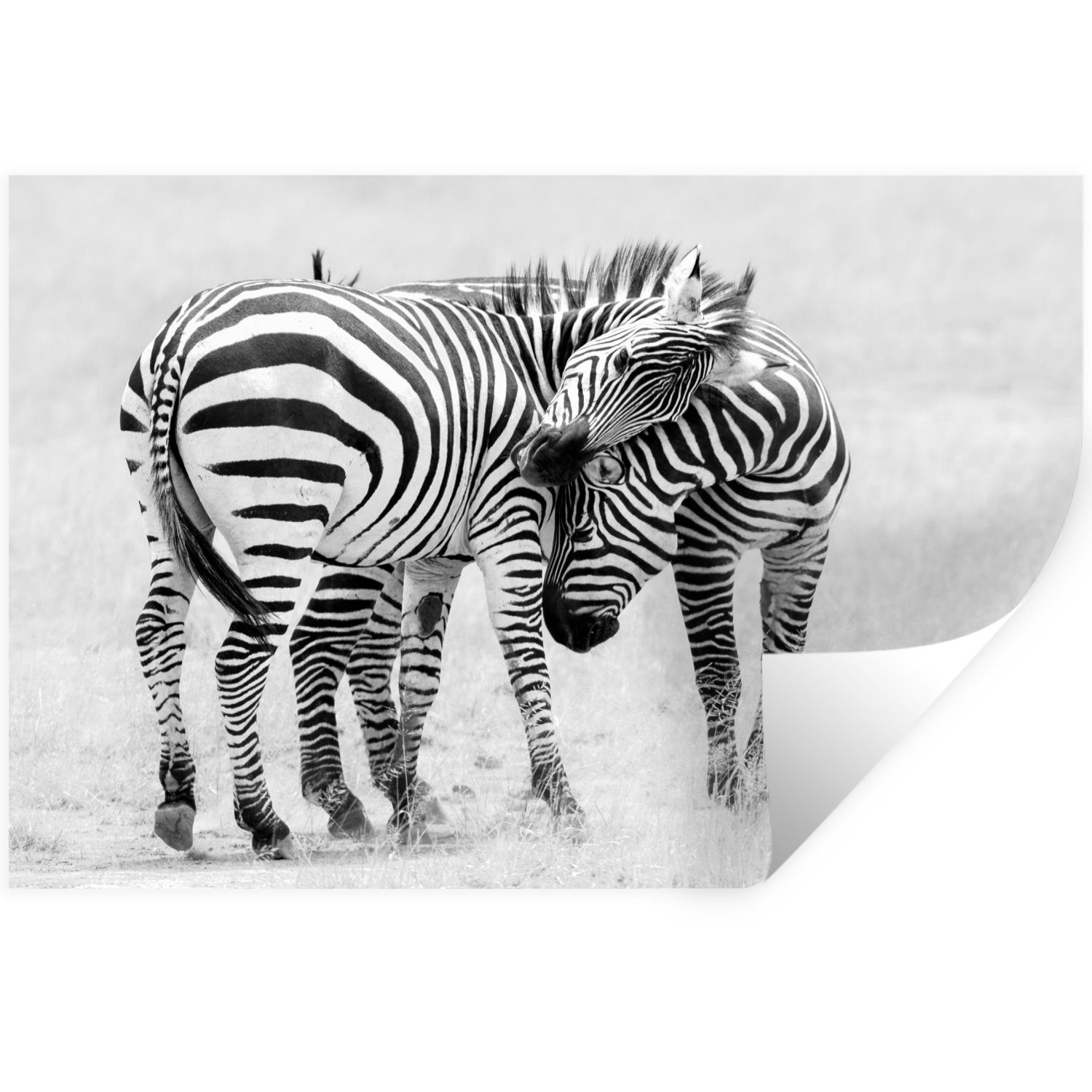 Zebra St), MuchoWow Wandaufkleber, Schlafzimmer Wohnzimmer, - Wandtattoo, Tiere Wandsticker (1 - - Safari Natur Selbstklebend,