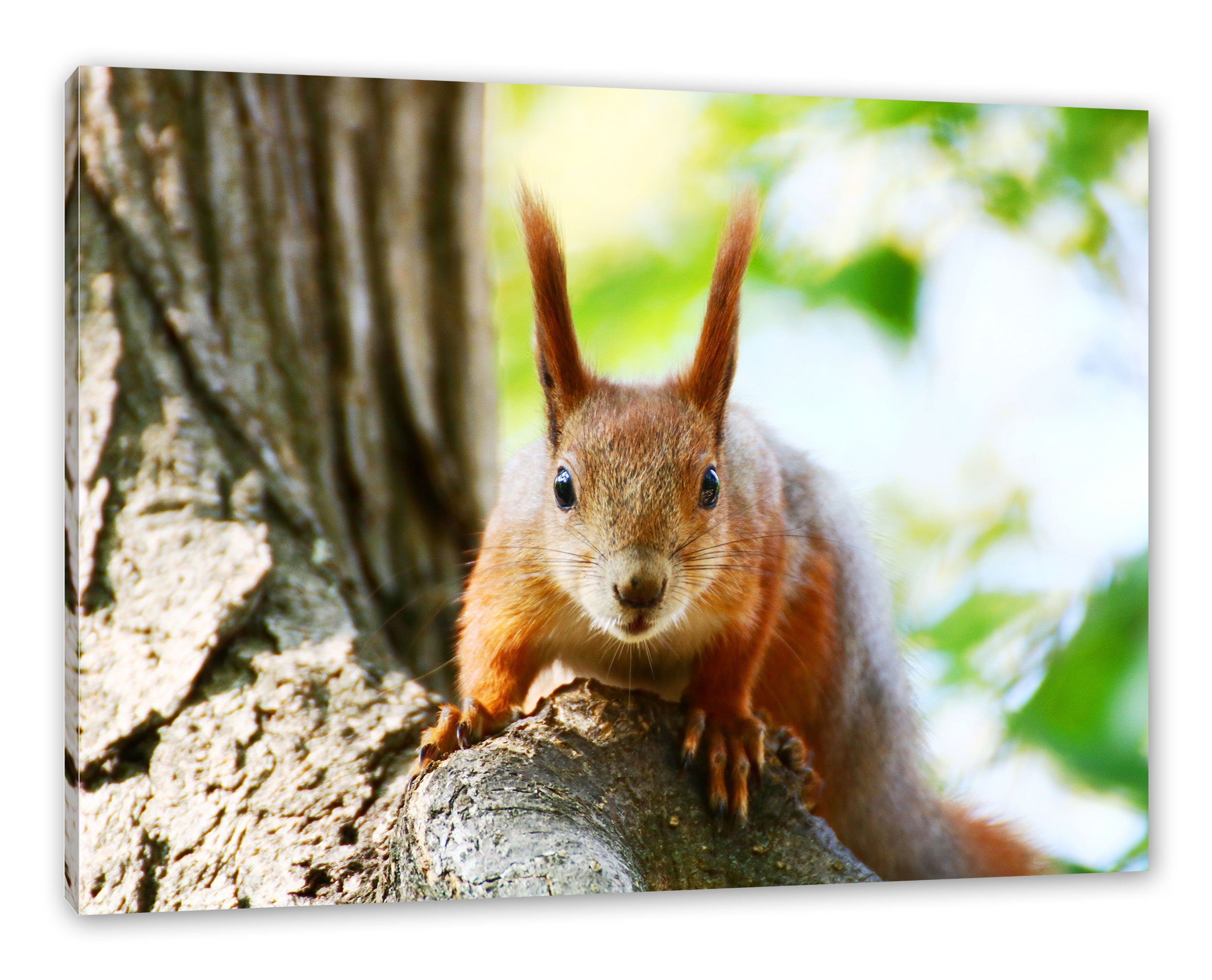 Pixxprint Leinwandbild Eichhörnchen auf dem Baum, günstig online kaufen