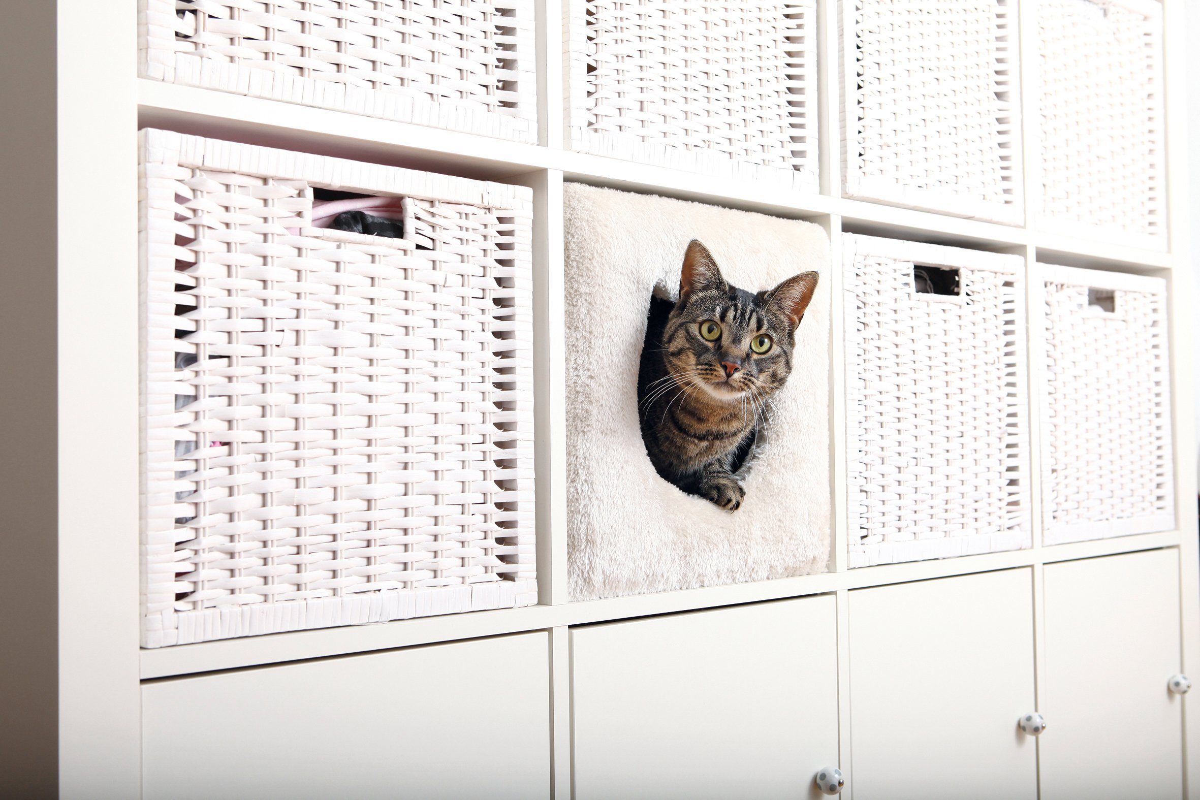 TRIXIE Tierbett »passend für z.B. IKEA Kallax oder Expedit«, Katzenhoehle  online kaufen | OTTO