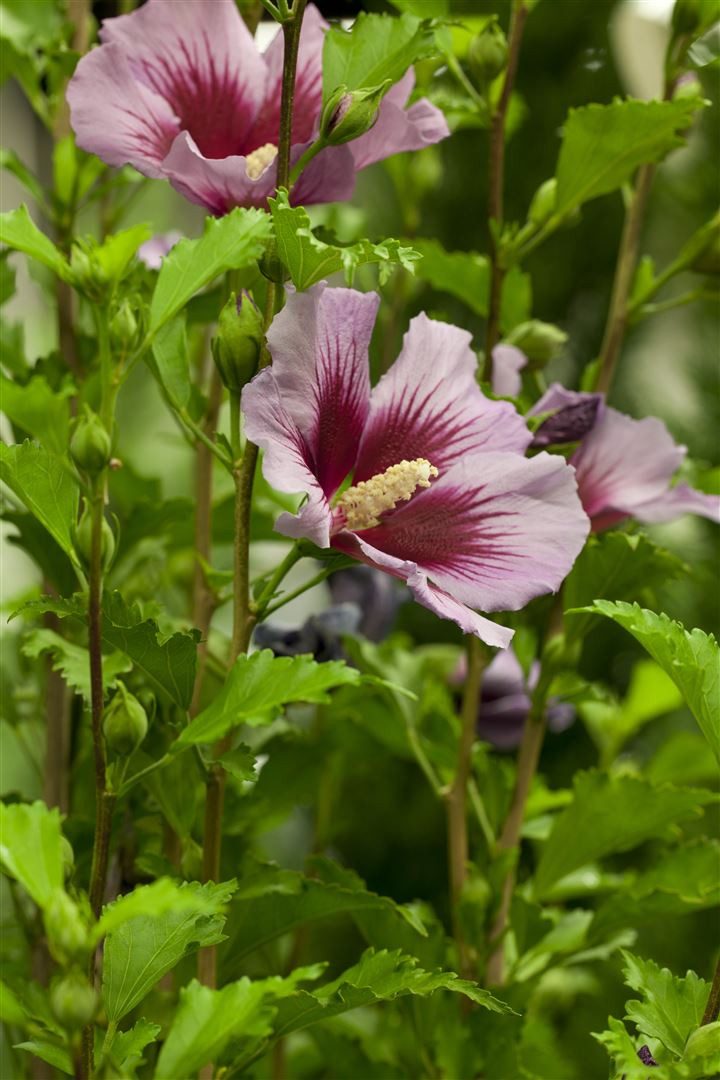 Pflanzen für Dich Gehölze Hibiscus syriacus Russian Violet, 1 St., Garten-Eibisch, Straucheibisch