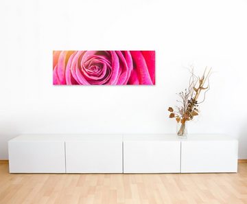 Sinus Art Leinwandbild Naturfotografie  Orange pinke Rosenblüte auf Leinwand exklusives Wandbild moderne Fotografie für ih