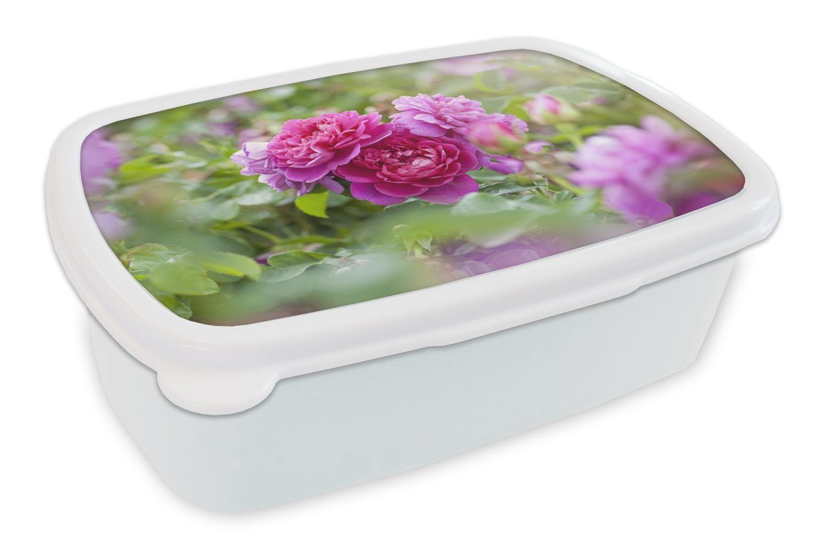 MuchoWow Lunchbox Rosa Rosen wachsen auf dem Lande, Kunststoff, (2-tlg), Brotbox für Kinder und Erwachsene, Brotdose, für Jungs und Mädchen weiß