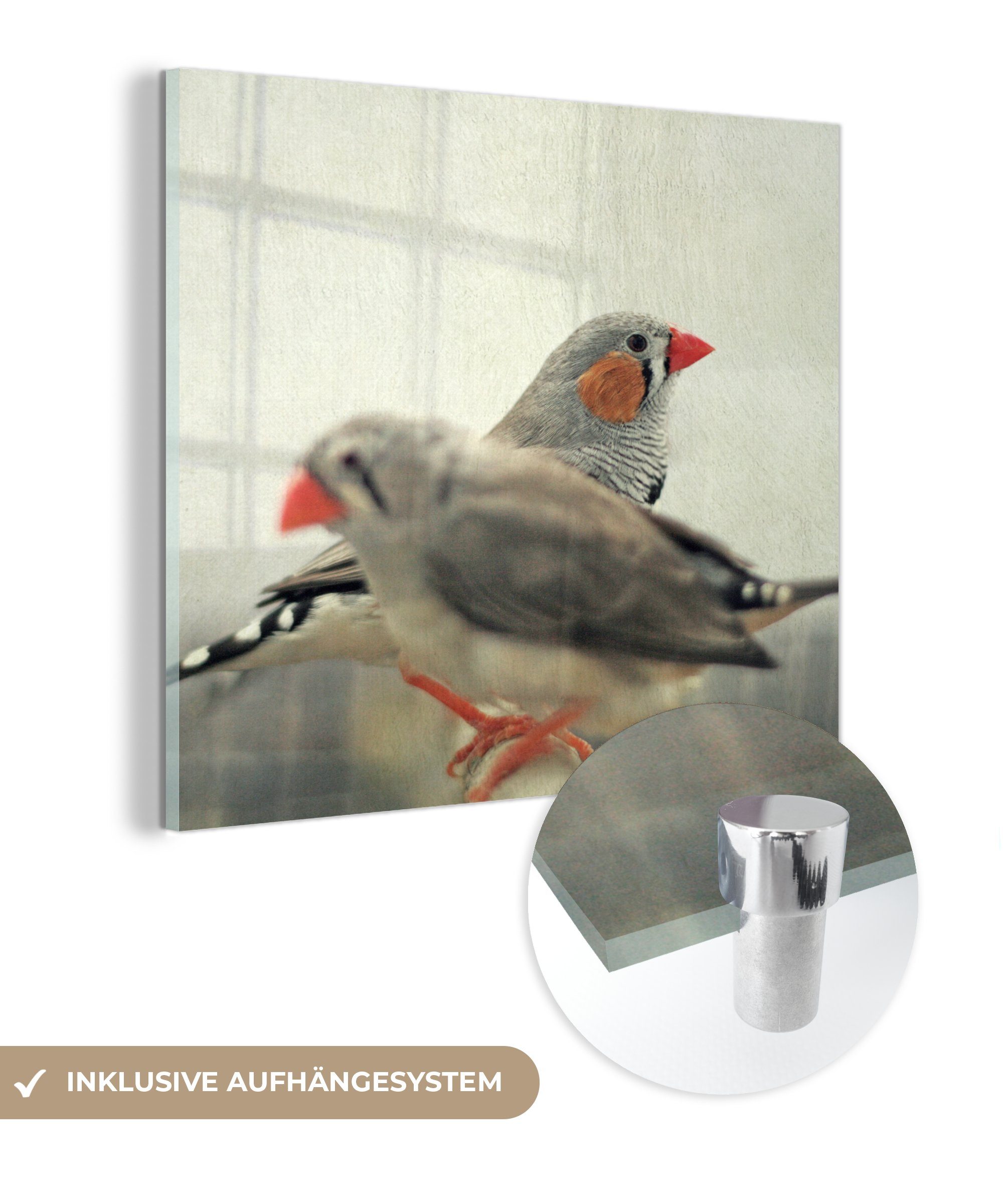 sitzen auf Zebrafinken Zwei Foto Glasbilder nebeneinander, auf Acrylglasbild - (1 Wanddekoration - - Wandbild Glas Bilder St), Glas MuchoWow