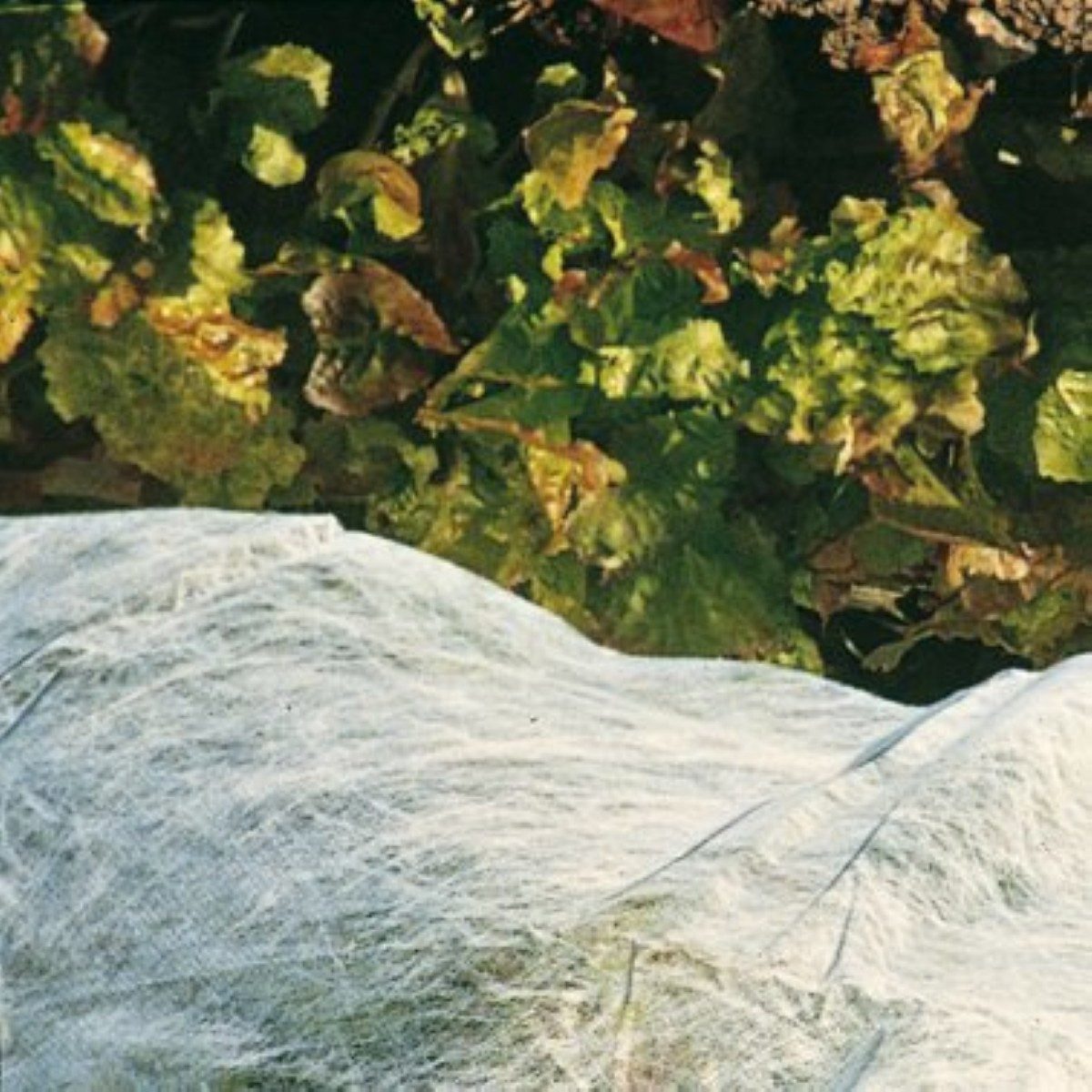 XCLOU Wintervlies in Weiß 1,5 x 5 m – Schutz vor Frost, Wind & Schnee, (1-St)