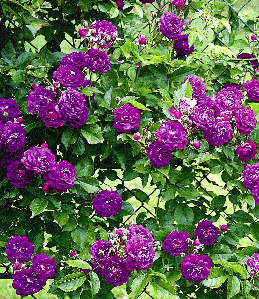 BALDUR Garten Rose Rambler-Rose 'Bleu Magenta', 1 St., Gefüllt-blühend, gefüllte Blüten, winterhart, mehrjährig