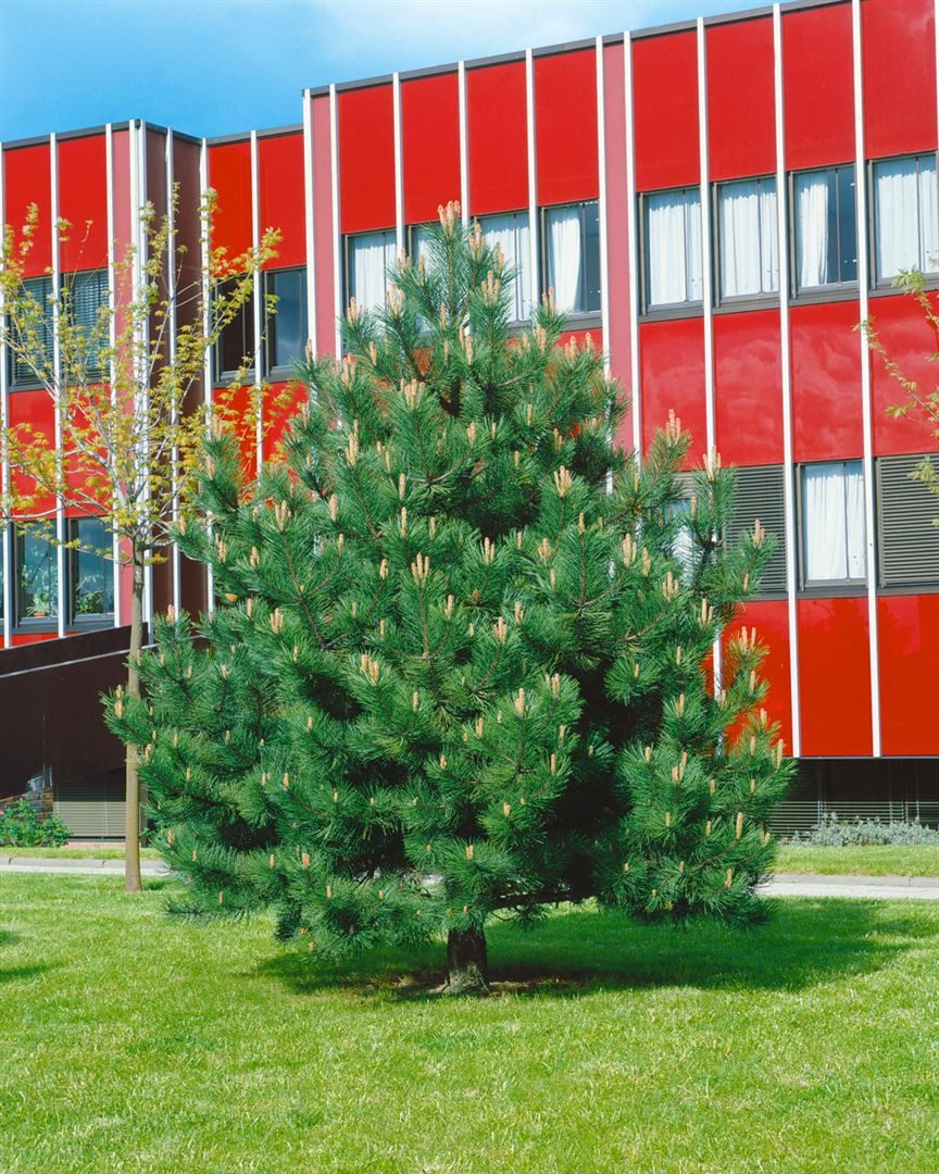 Pflanzen für Dich Konifere Pinus nigra Compacta, 1 St., Schwarzkiefer, Österreichische Schwarzkiefer, kompakt, immergrün