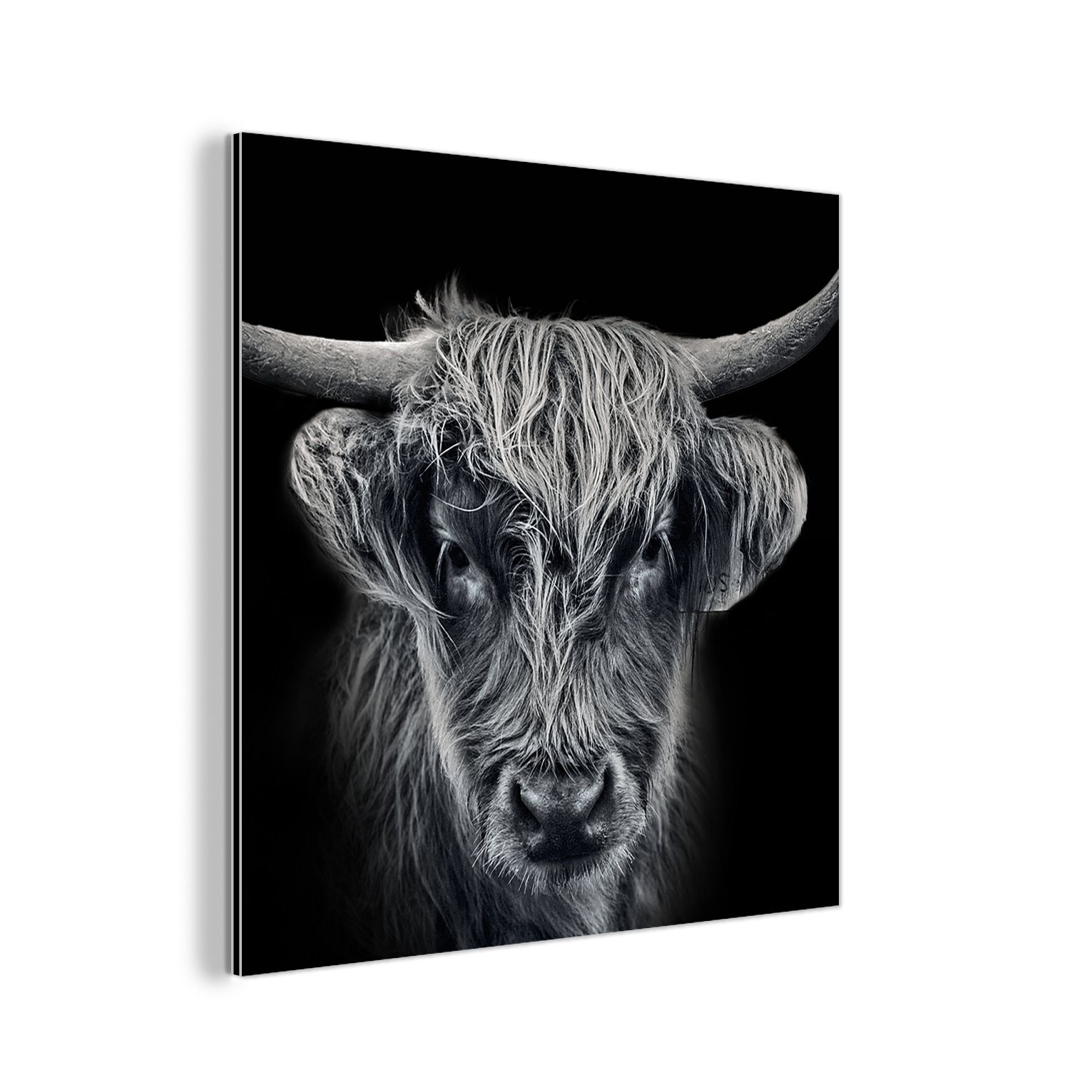 MuchoWow Metallbild Schottischer Highlander - Schwarz - Kuh - Tiere, (1 St), Alu-Dibond-Druck, Gemälde aus Metall, Aluminium deko