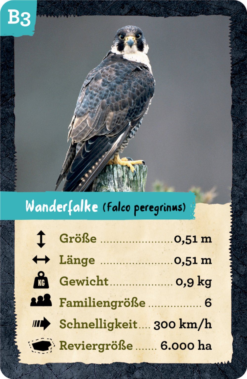 COPPENRATH DIE SPIEGELBURG Lernspielzeug Quartett Nature Zoom Heimische Tie günstig online kaufen