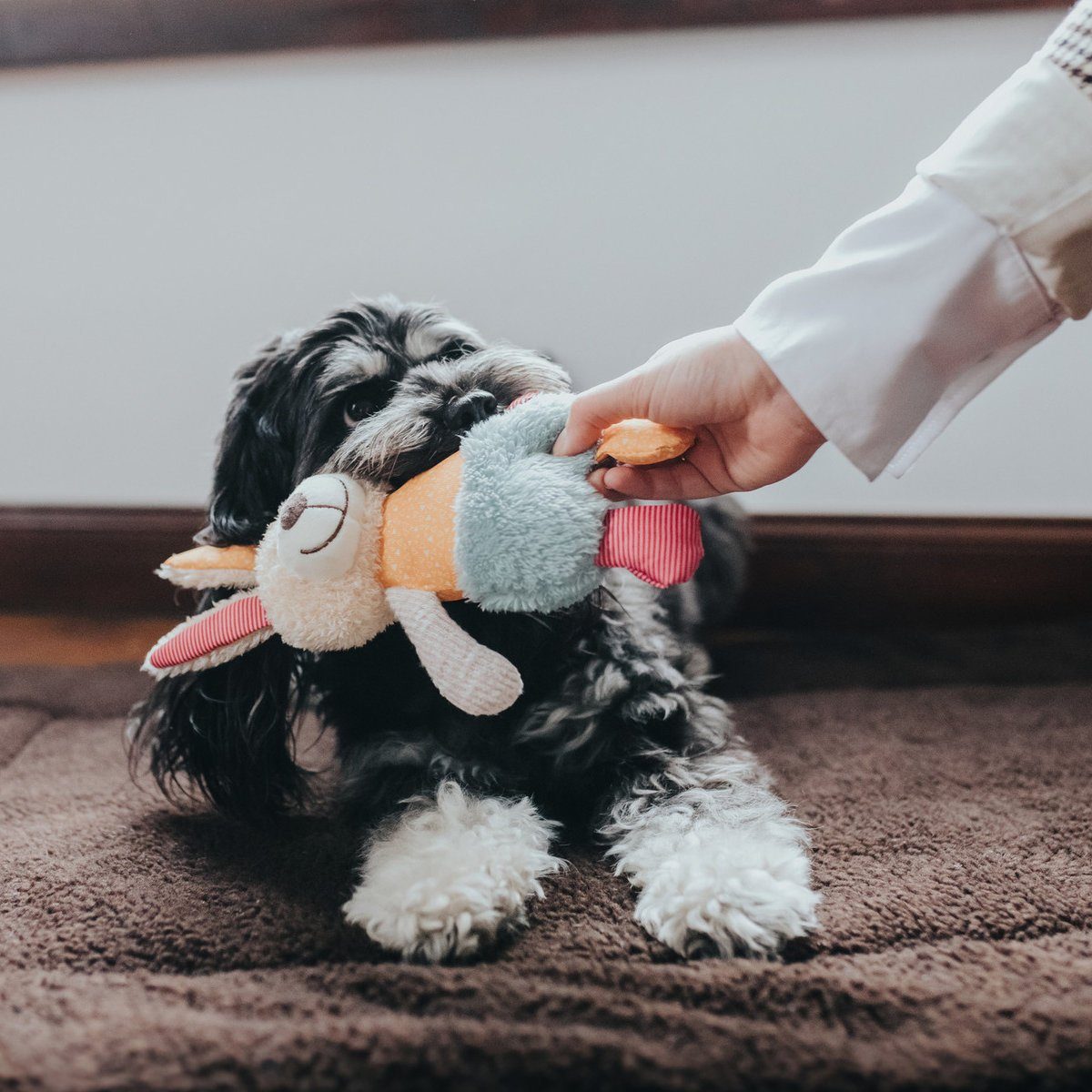 Hunter Tierbedarf Tierkuscheltier Hundespielzeug Muli Hase günstig online kaufen