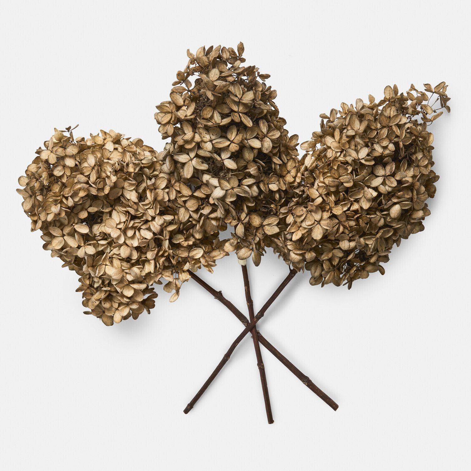 Kunstblume Trockenblume 3er Set Brissonne braun, Mirabeau, Höhe 38.0 cm