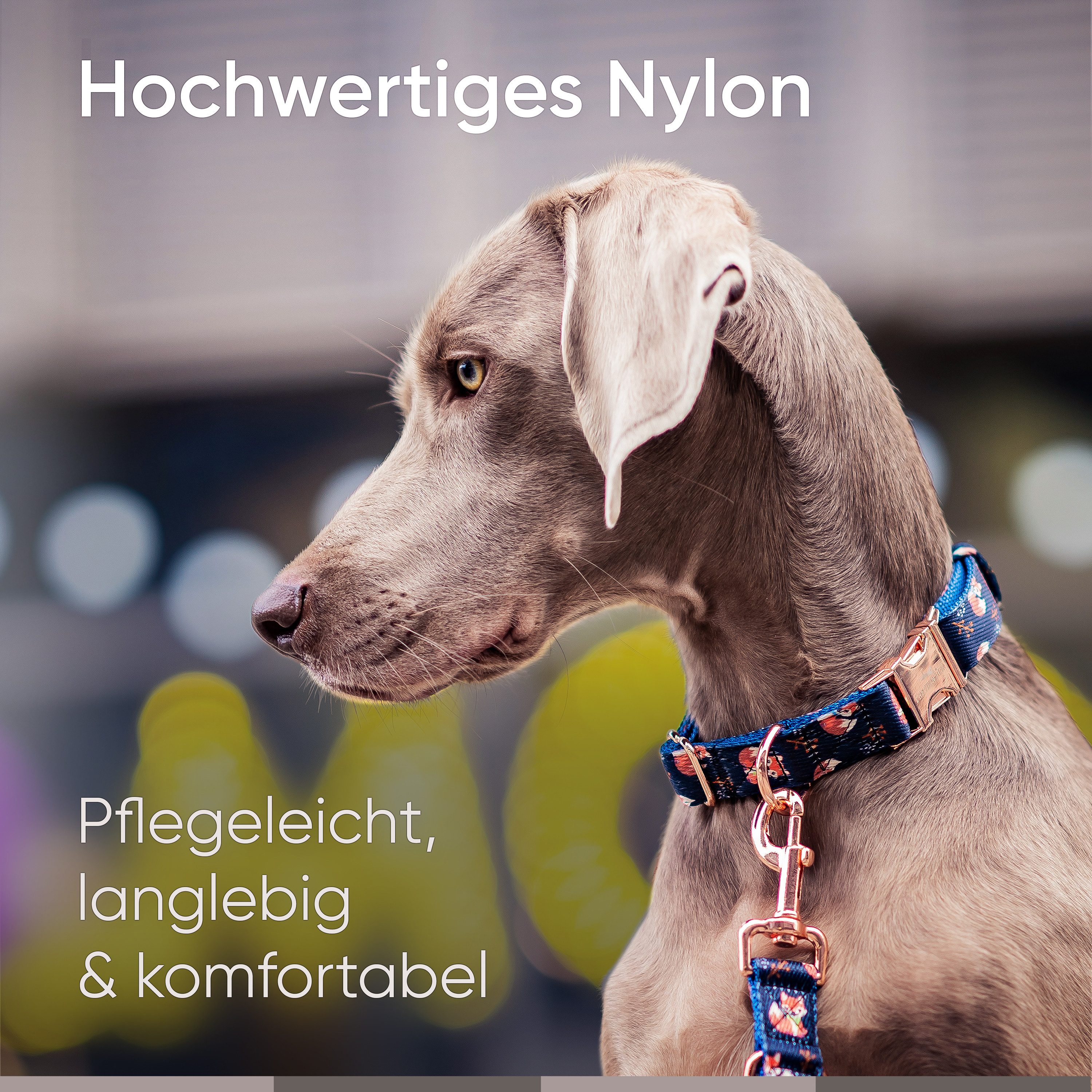 Freudentier Hunde-Halsband und Hundeleine im wunderschönen Set, Let's get Foxy Kollektion