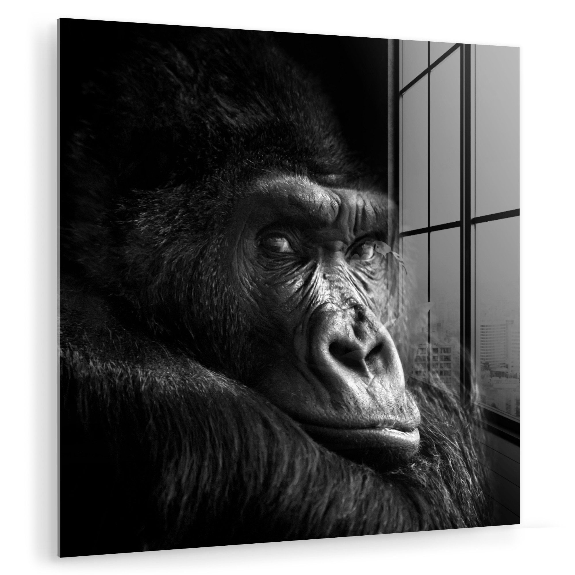 MuchoWow Acrylglasbild Gorilla - Affe - günstig online kaufen