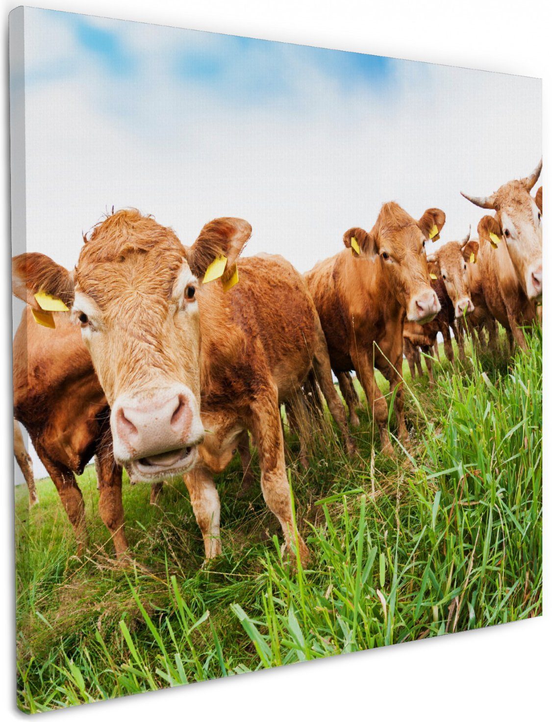 Wallario Leinwandbild, Kühe im Sommer auf der Weide, in verschiedenen  Ausführungen