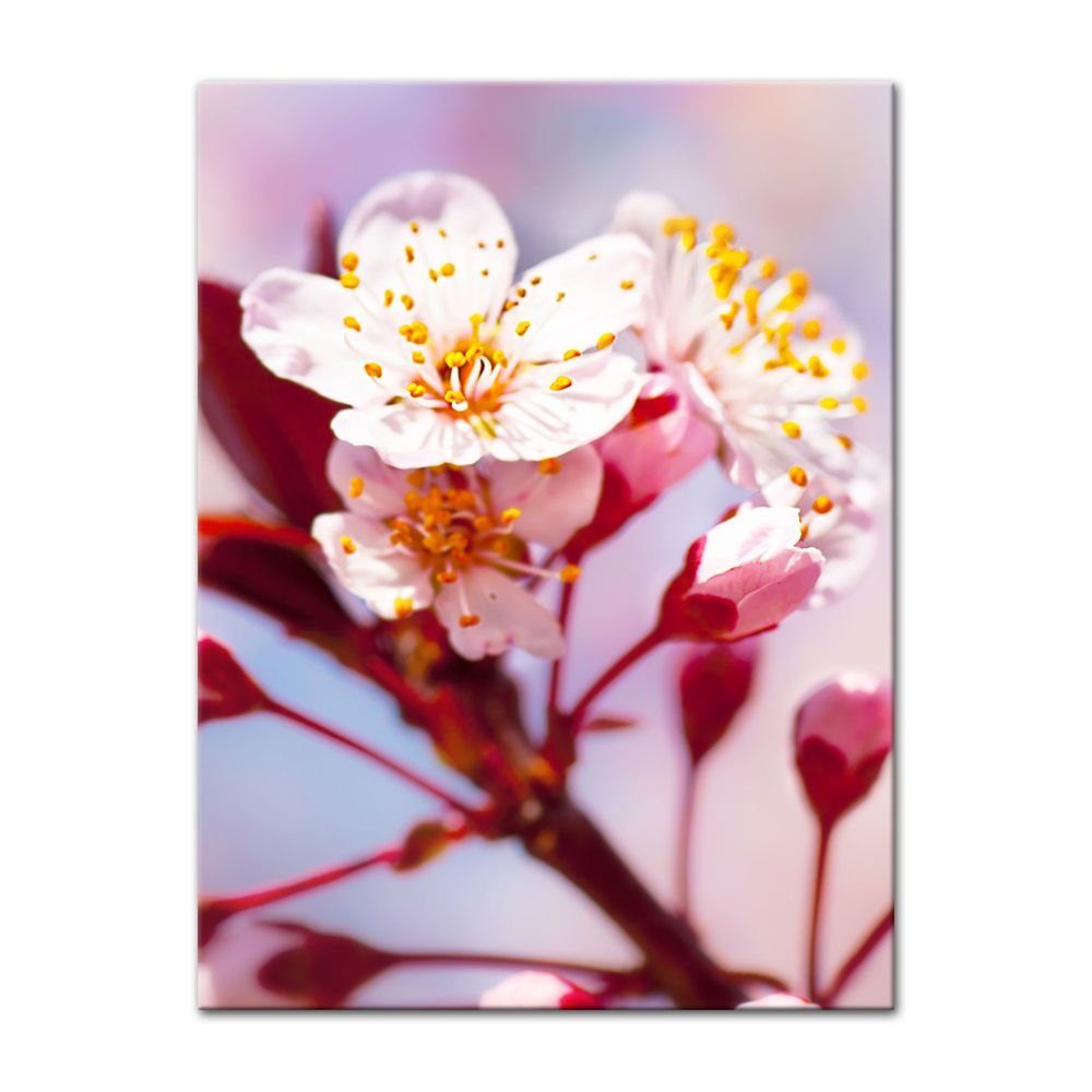Bilderdepot24 Leinwandbild Apfelblüten, Pflanzen