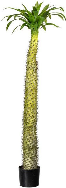 Künstliche Zimmerpflanze »Madagaskarpalme Pachypodium« Madagaskarpalme Pachypodium, Creativ green, Höhe 160 cm-Otto
