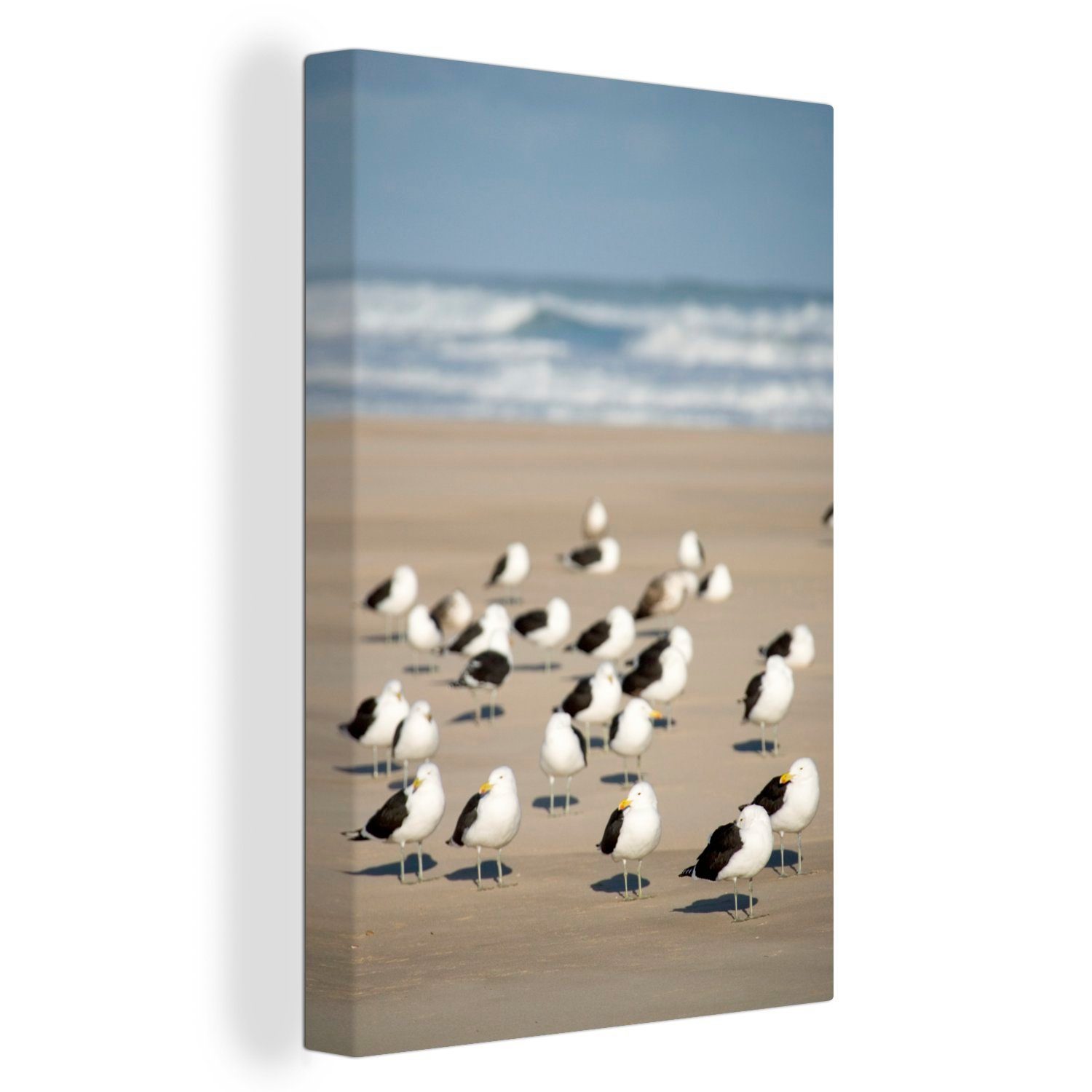 OneMillionCanvasses® Leinwandbild Eine Gruppe von Mantelmöwen am Strand in der Nähe des Meeres, (1 St), Leinwandbild fertig bespannt inkl. Zackenaufhänger, Gemälde, 20x30 cm