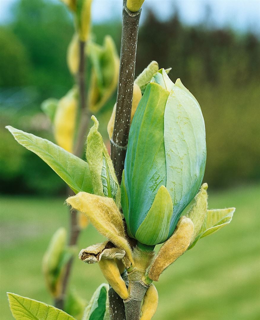 Pflanzen für Dich Gehölze Magnolia Blue Opal, 1 St., Magnolie
