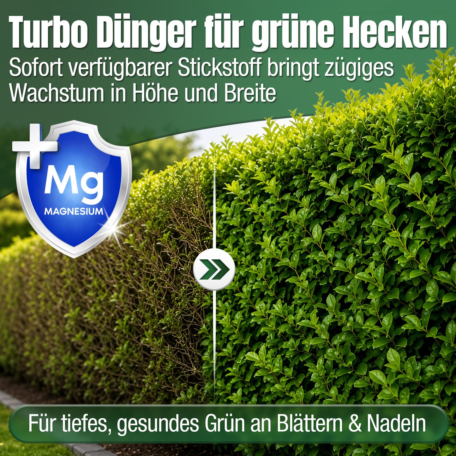 DÜNGEMEISTER Spezialdünger Heckenretter Heckendünger Dünger für grüne Hecken 5/10kg, Granulat, Extra Magnesium, Spezialdünger für Hecken, junge Gehölze und Neua – Bild 3 von 5