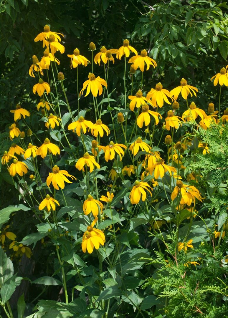 Pflanzen für Dich Staude Rudbeckia nitida Juligold, 1 St., Schein-Sonnenhut, Sonnenhut