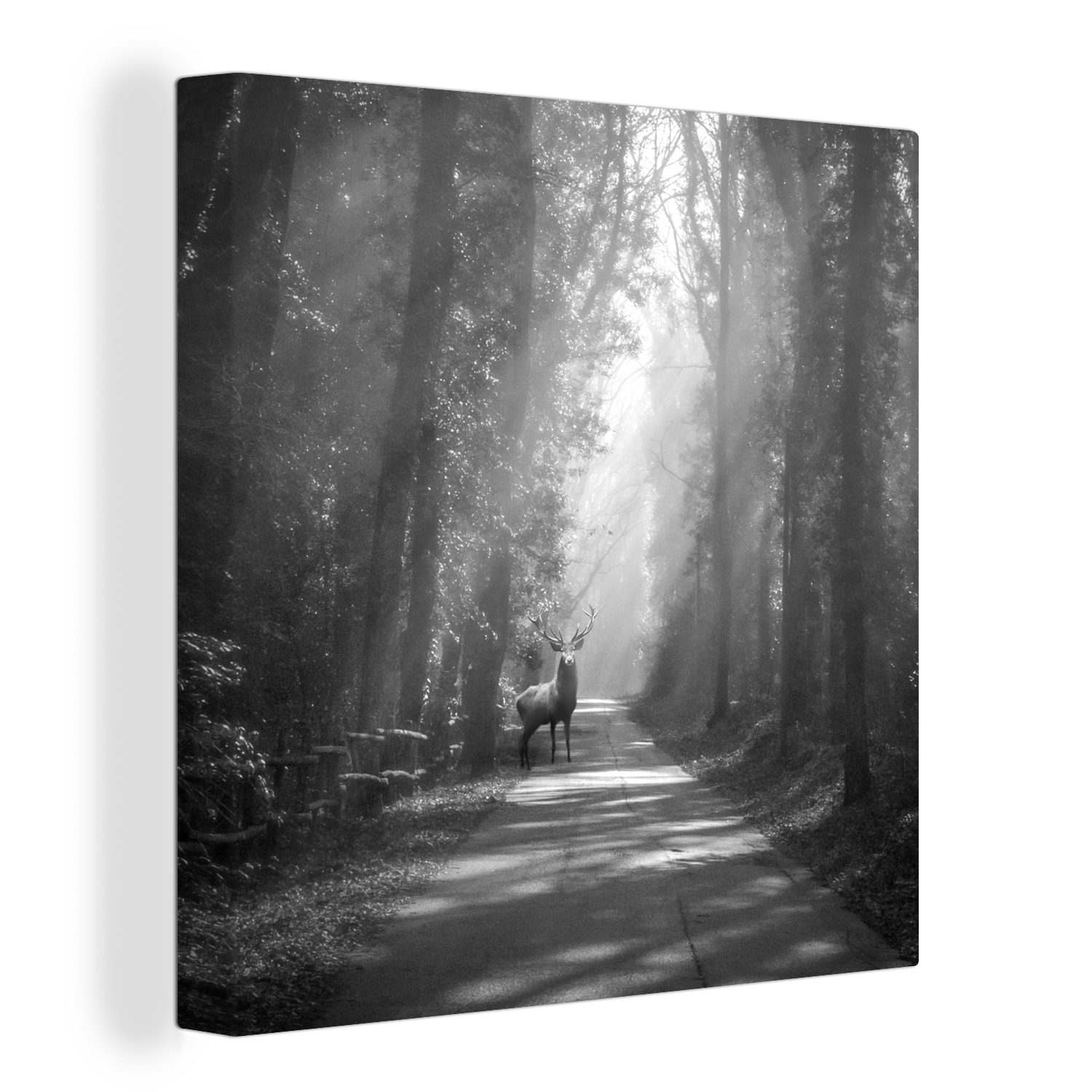 OneMillionCanvasses® Leinwandbild Hirsch auf der Straße im Wald - schwarz  und weiß, (1 St), Leinwand Bilder für Wohnzimmer Schlafzimmer