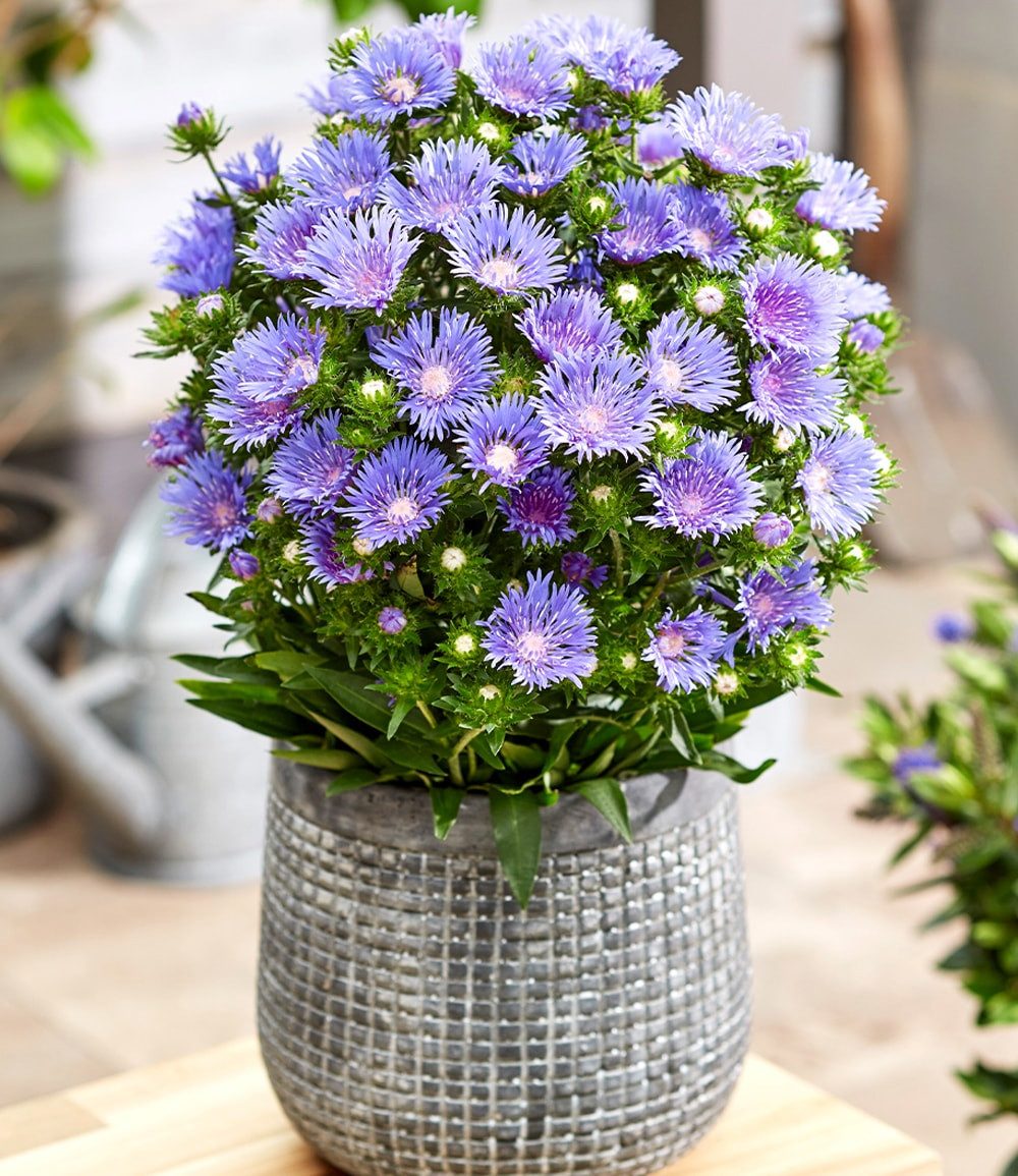 BALDUR Garten Staude Stokesia 'Blue Danube', 2 St., Kornblumenastern, winterhart, pflegeleicht, blaue Blüten