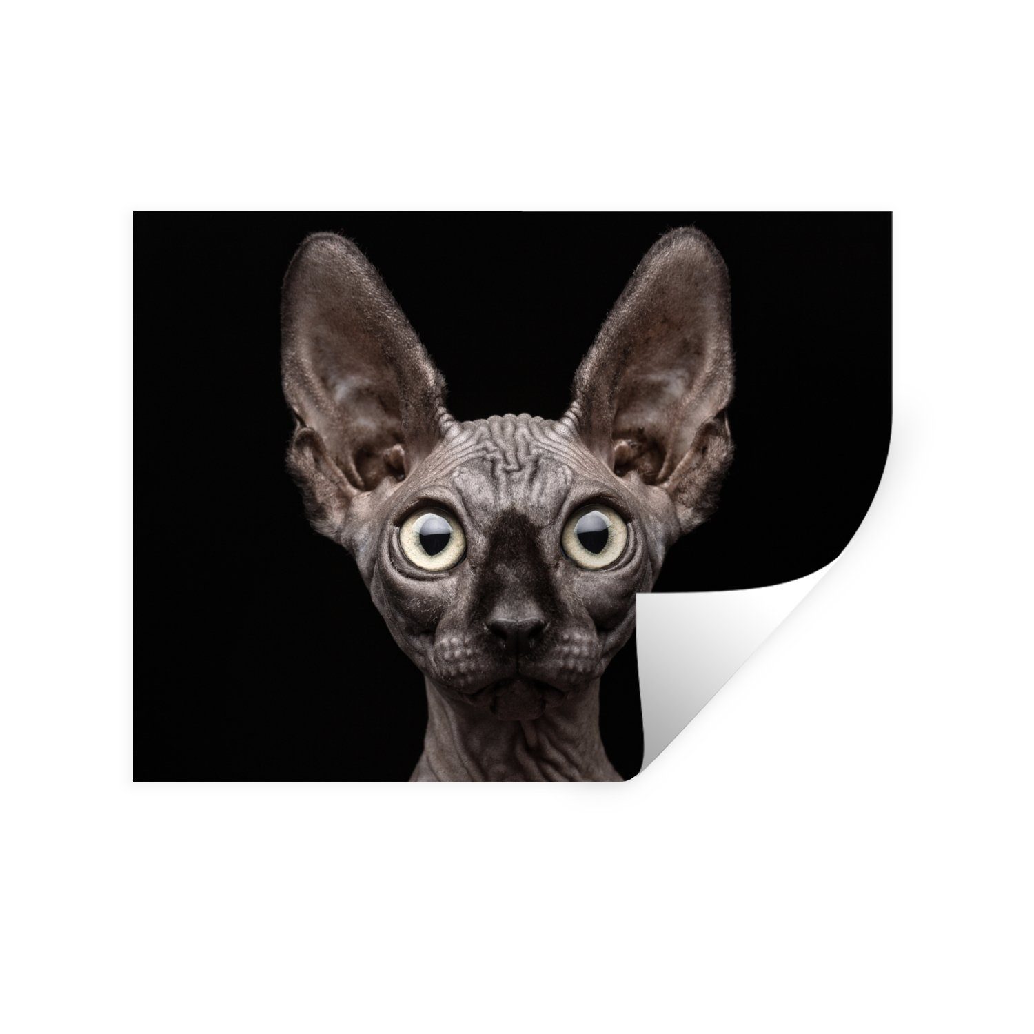 MuchoWow Wandsticker Katze - Haustiere - Porträt - Schwarz (1 St), Wandaufkleber, Wandtattoo, Selbstklebend, Wohnzimmer, Schlafzimmer | Wandtattoos