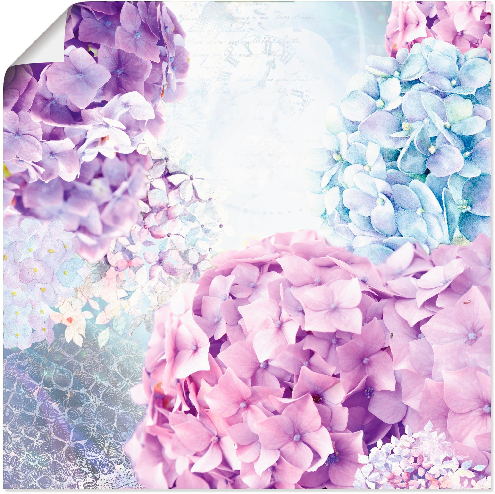 Pink Wandaufkleber St), Alubild, Poster oder Blumen Blau als Wandbild (1 Leinwandbild, Hortensie, und in versch. Größen Artland