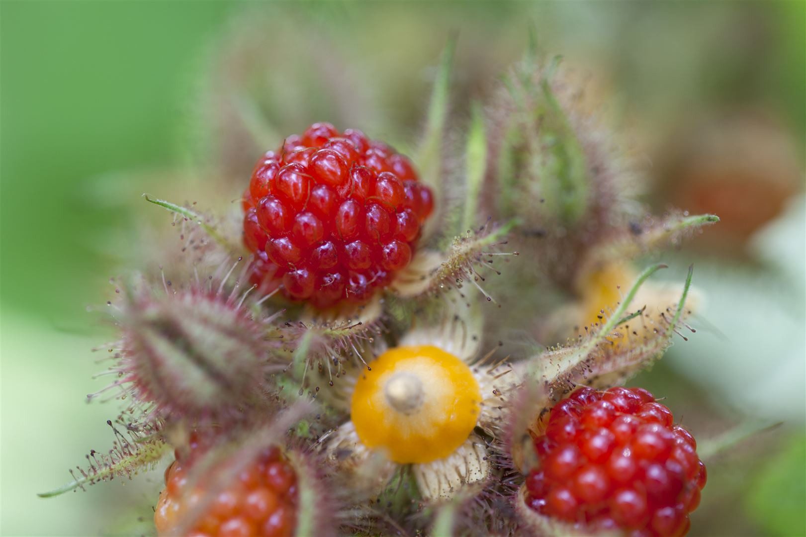 Pflanzen für Dich Obstpflanze Rubus phoenicolasius, 1 St., Japanische Weinbeere, Rotborstige Himbeere, rote Beeren, dornige Triebe