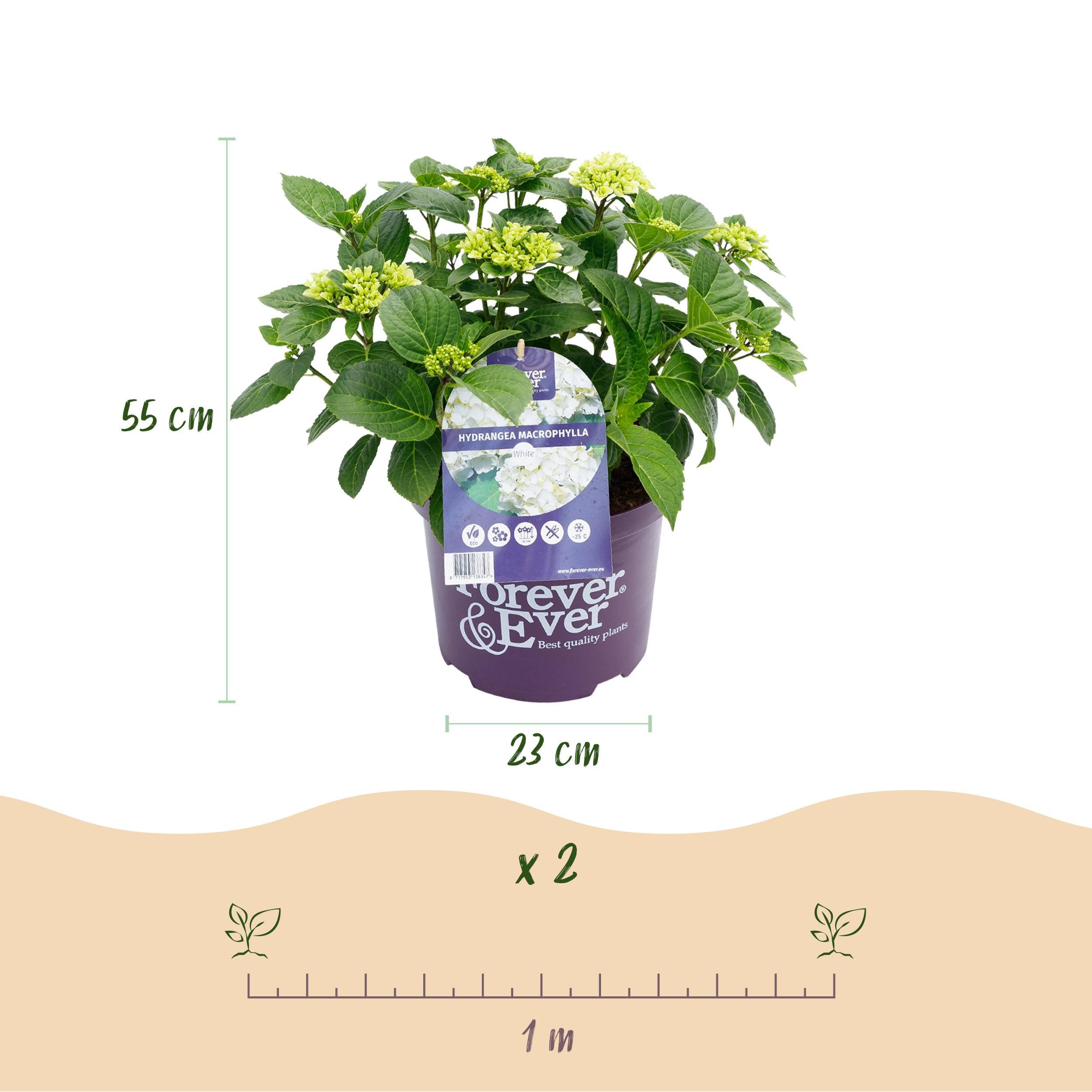 Exotenherz Beetpflanze Hortensia - Hydrangea Forever & Ever Weiß - 7-12 Blühten - 23cm Topf