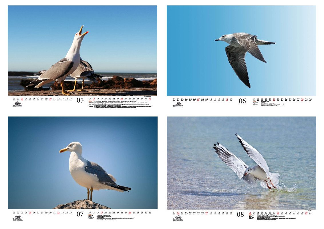 Seelenzauber Wandkalender Möwenzauber DIN A3 Kalender für 2026 Vogel - Seelenzauber
