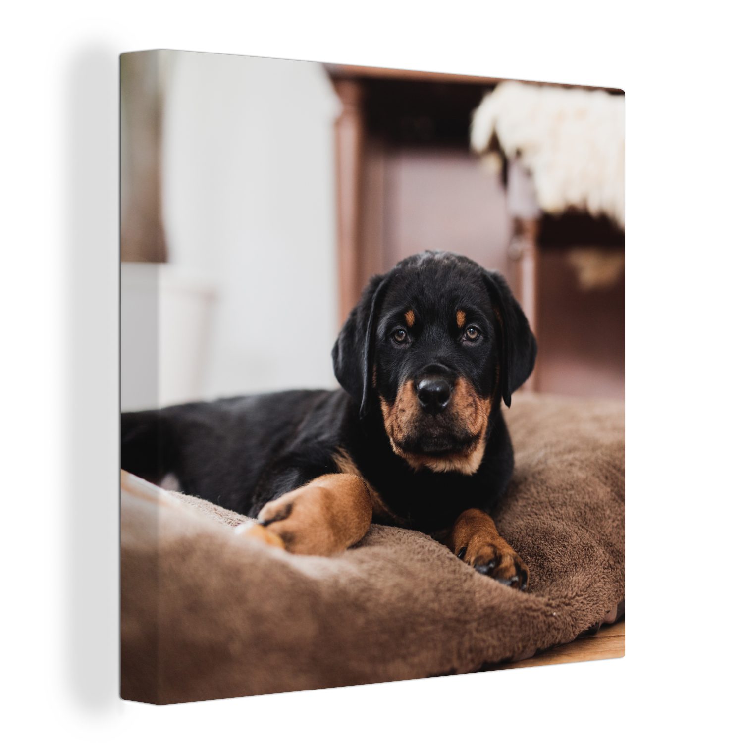 OneMillionCanvasses® Leinwandbild Rottweiler-Welpe liegt auf einem weichen Kopfkissen, (1 St), Leinwand Bilder für Wohnzimmer Schlafzimmer