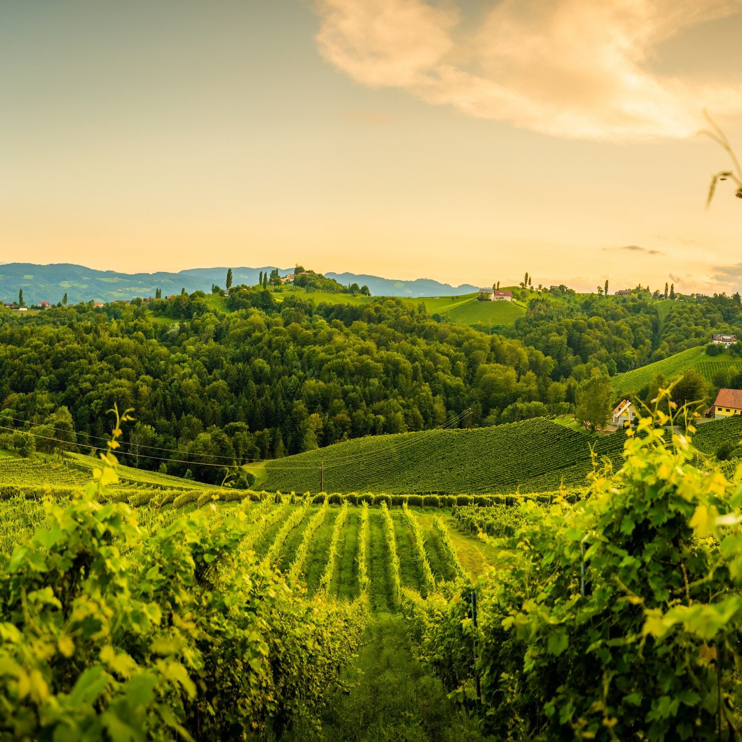 Wallario Möbelfolie Abendlicht über Weinbergen